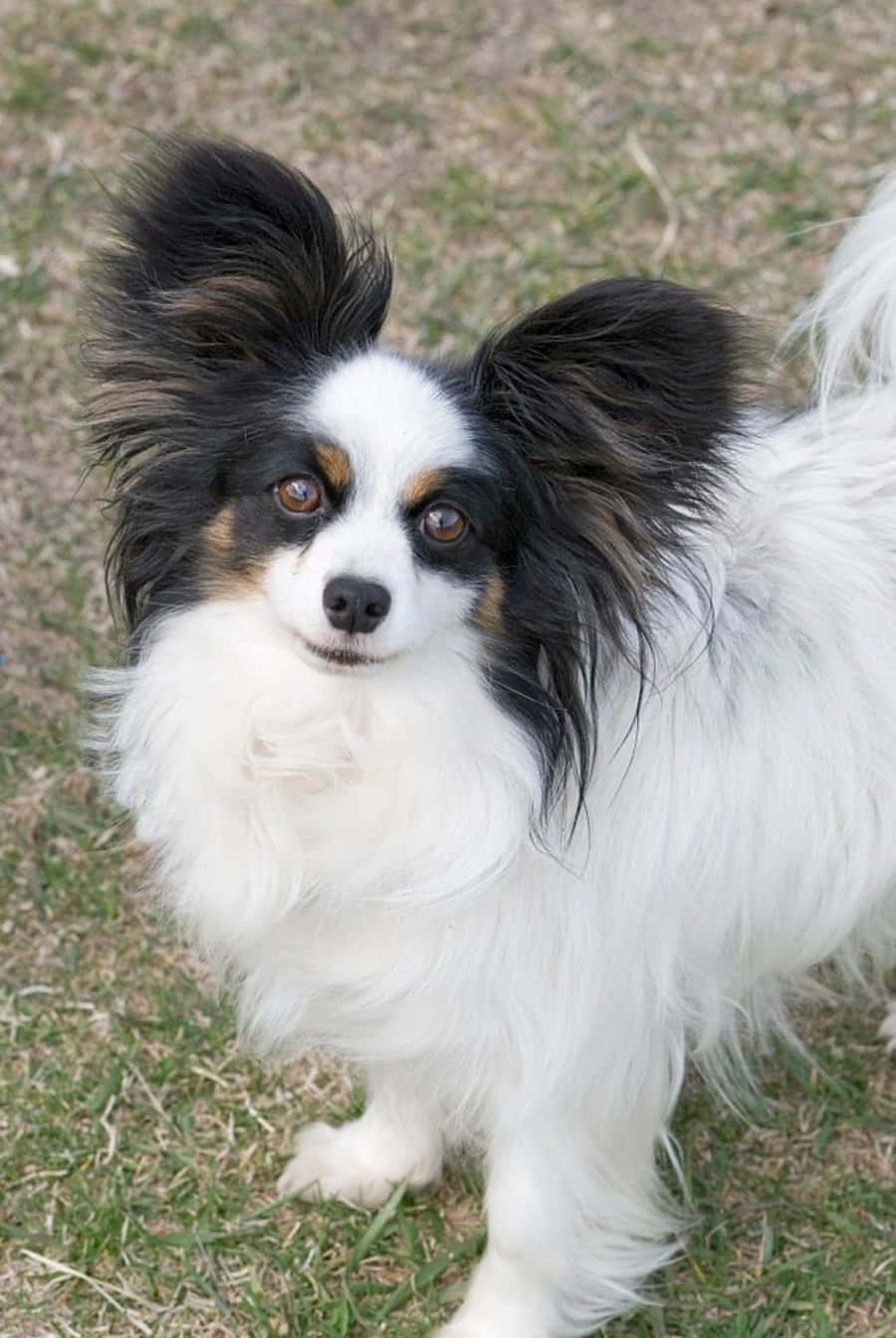 俯瞰視角的帕皮永犬照片 壁紙 — 一隻毛茸茸的黑白蝴蝶犬，大耳朵豎起，警覺地站在草地上，直視鏡頭。