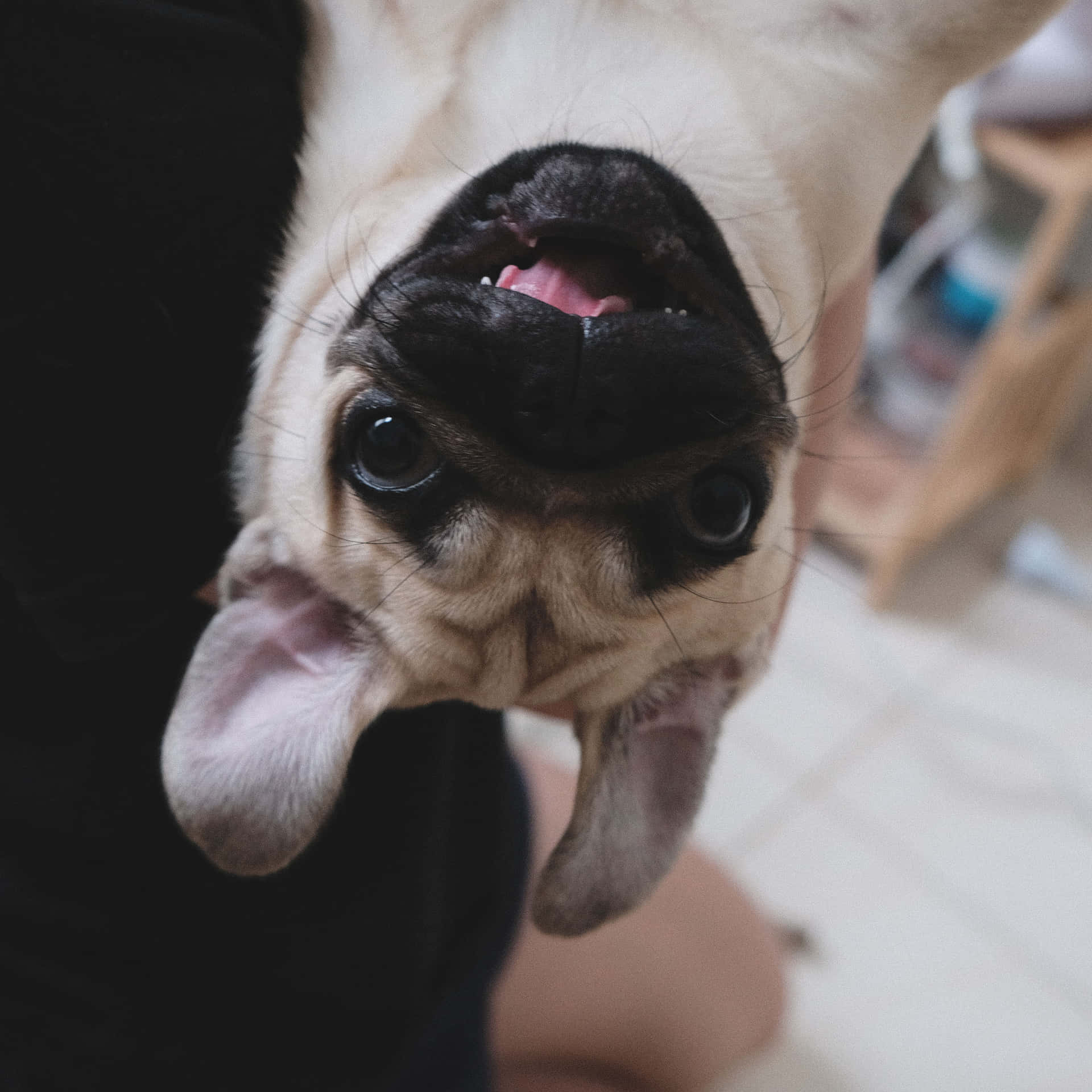一隻淺黃色八哥犬睜大眼睛、張開嘴巴向上望。