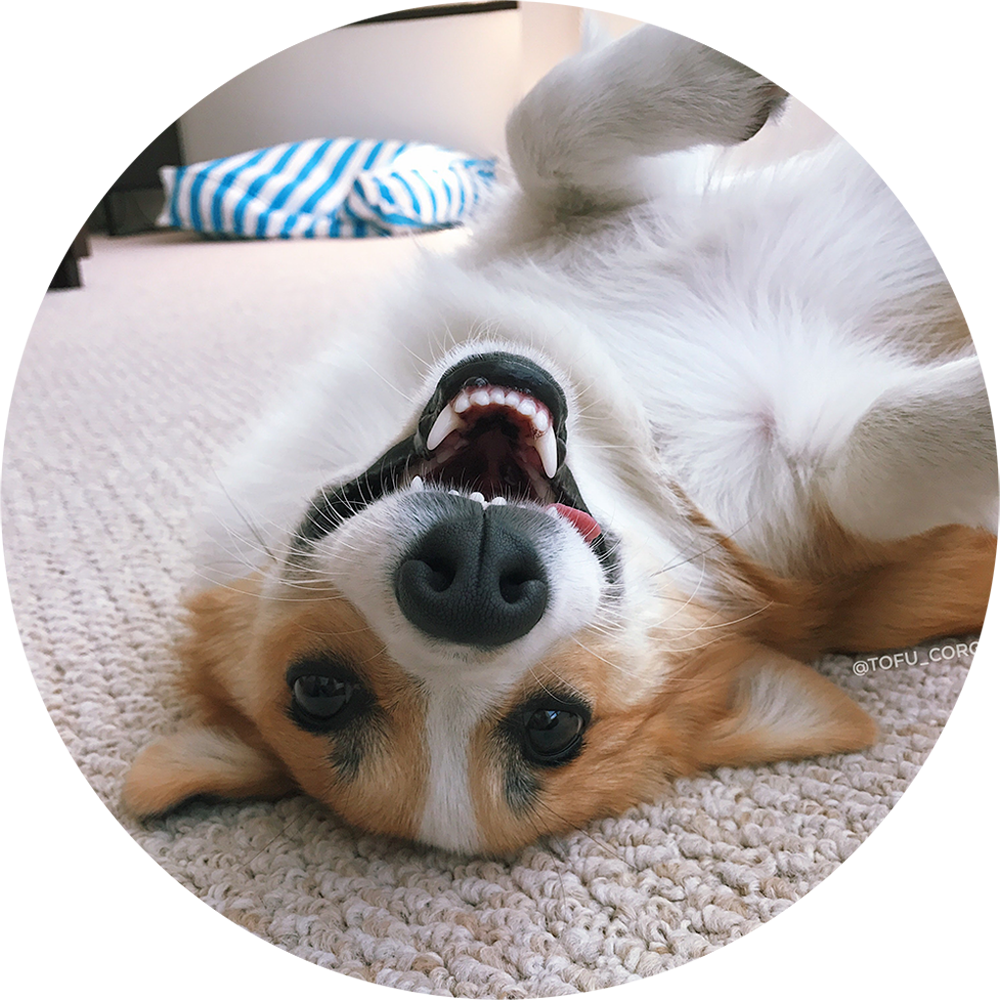 倒臥嬉戲的柯基犬 壁紙 — 一隻快樂的哥基犬仰臥在有紋理的地毯上，雙爪朝天，嘴巴大張，露出頑皮的笑容。
