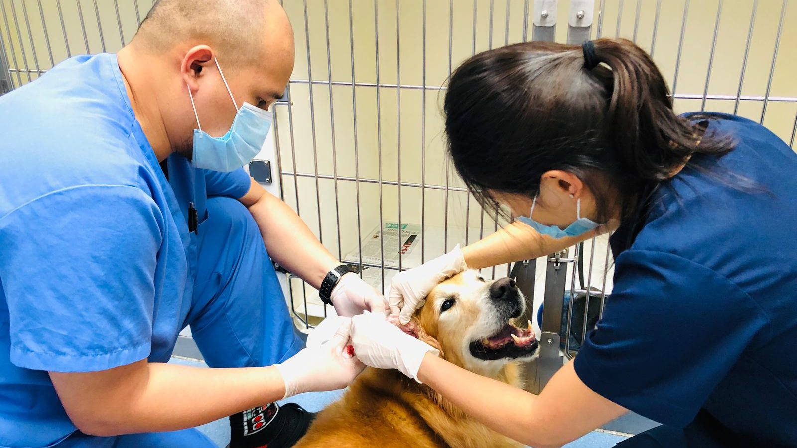 值得信賴的獸醫檢查犬隻 壁紙 — 兩位戴著口罩、身穿藍色手術服的獸醫，正在金屬籠子裡溫柔地為一隻金毛尋回犬注射。