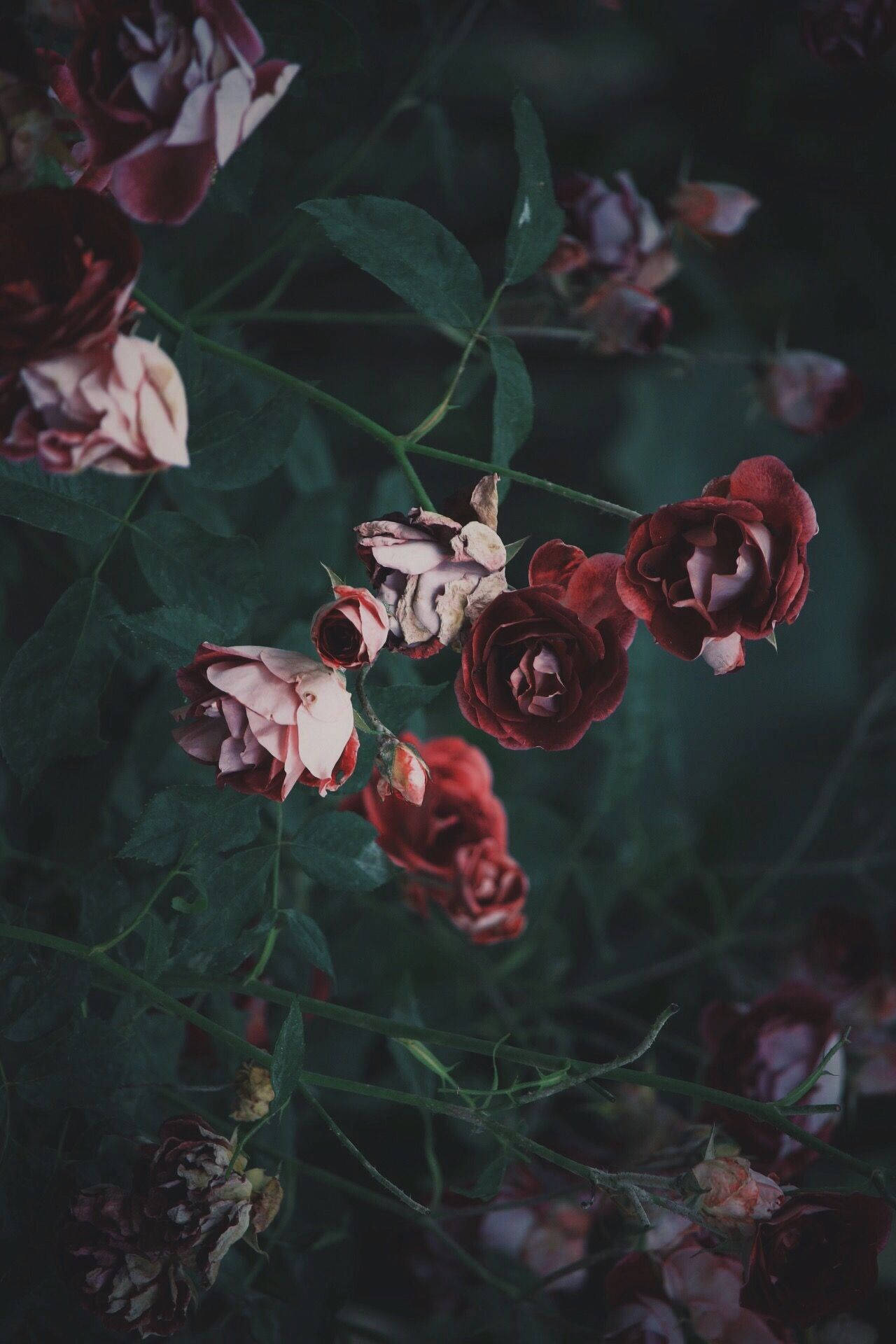 停下來，聞聞玫瑰香 🌹 壁紙 — 枯萎的紅粉玫瑰，綠色莖稈在陰暗花園中褪色。
