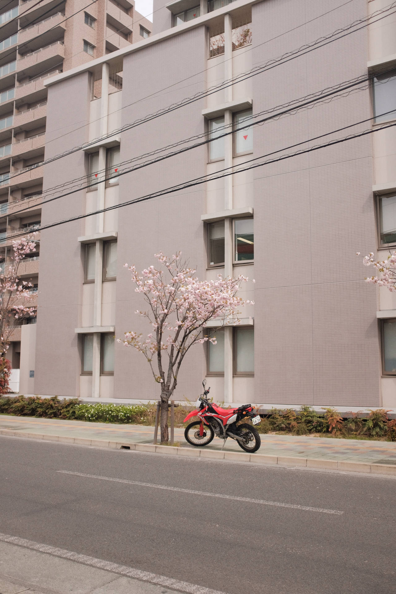 紅色電單車停泊在城市行人路上的櫻花樹下。