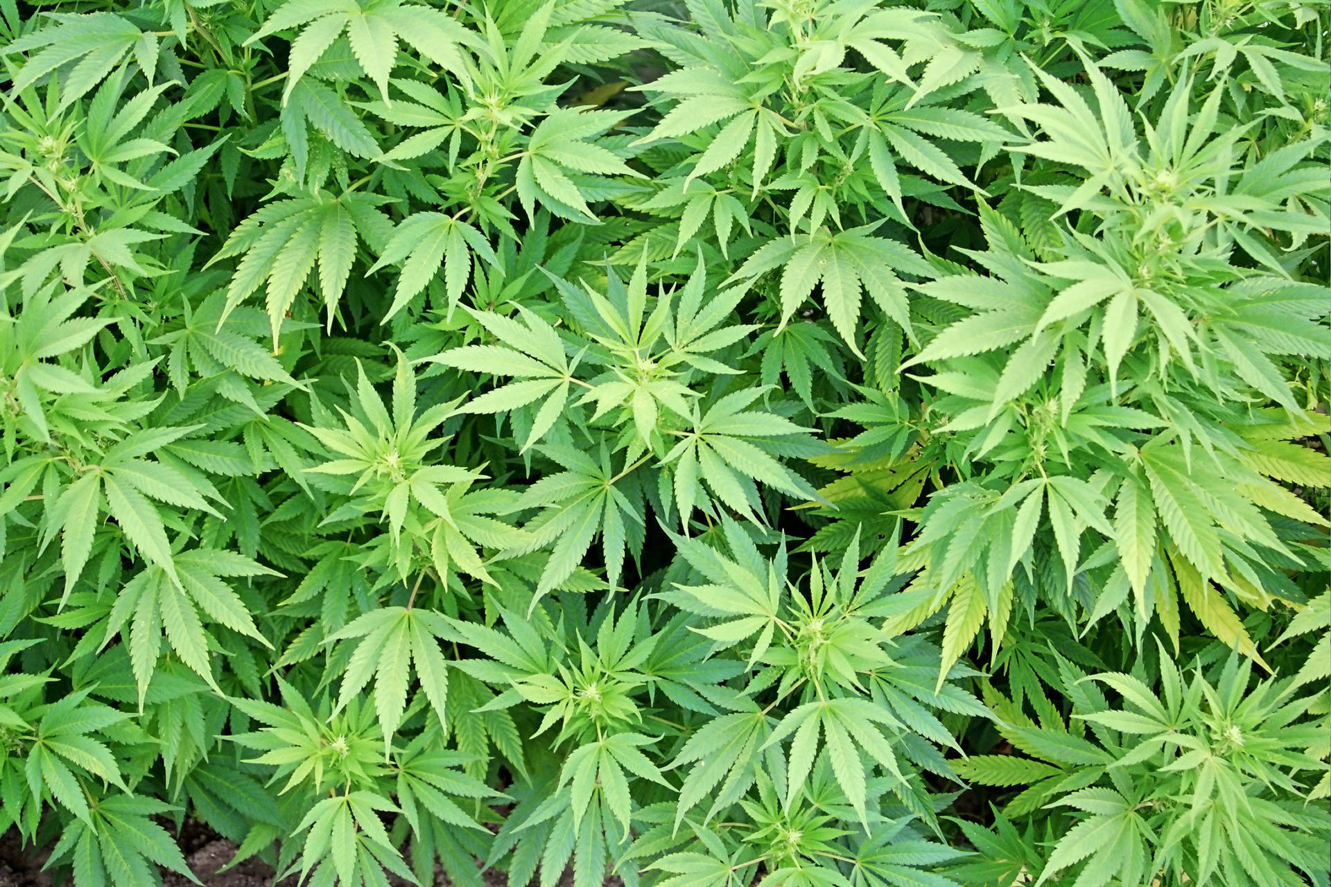 喺田裏生長嘅健康綠色大麻植物嘅特寫。