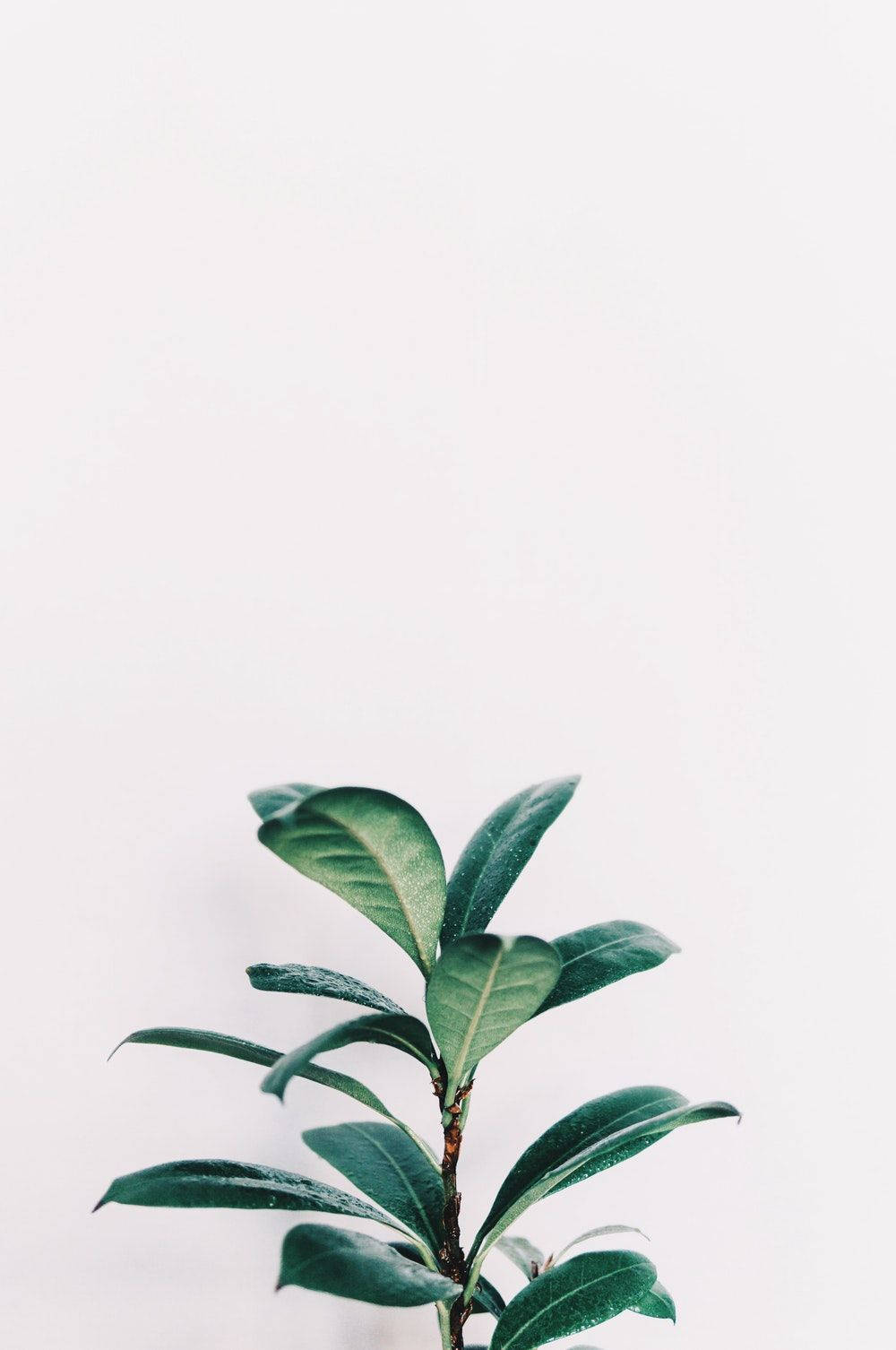 白色背景上的綠色葉莖