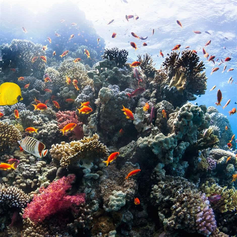 健康海洋棲息地珊瑚礁畫面 壁紙 — 充滿活力的珊瑚礁，色彩繽紛的魚群和陽光透過清澈的藍色海水。