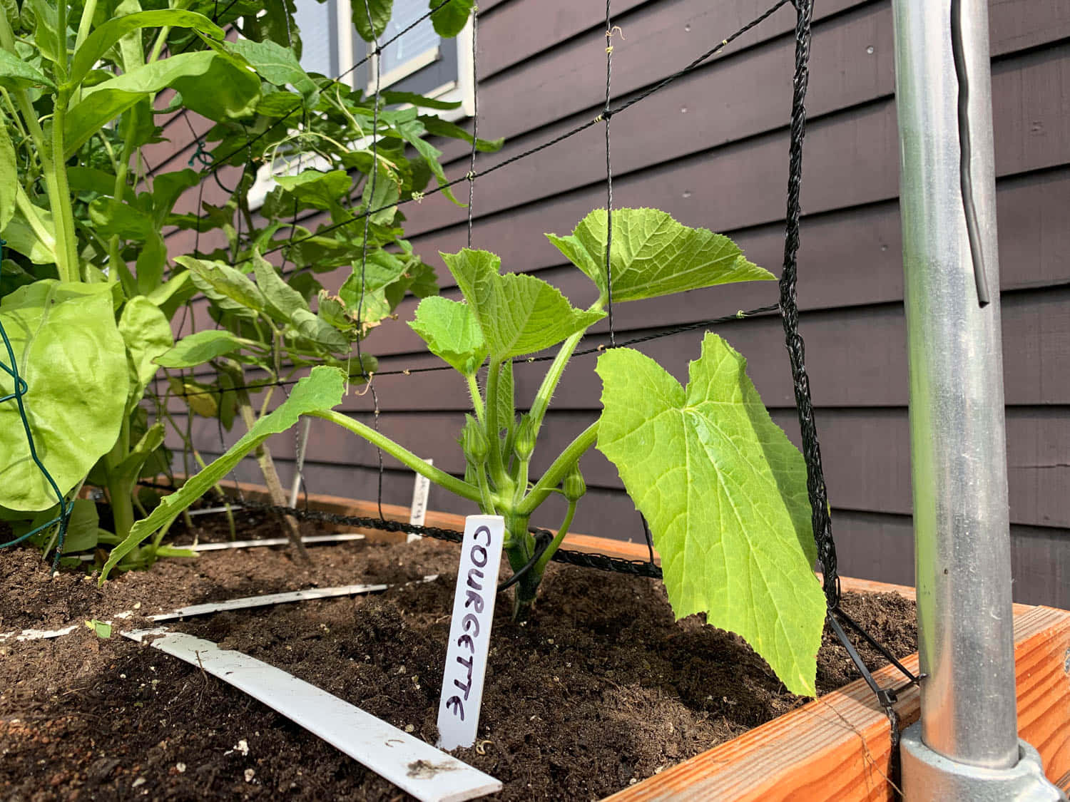 木製高架花床中的翠玉瓜植物，帶有泥土和標籤。