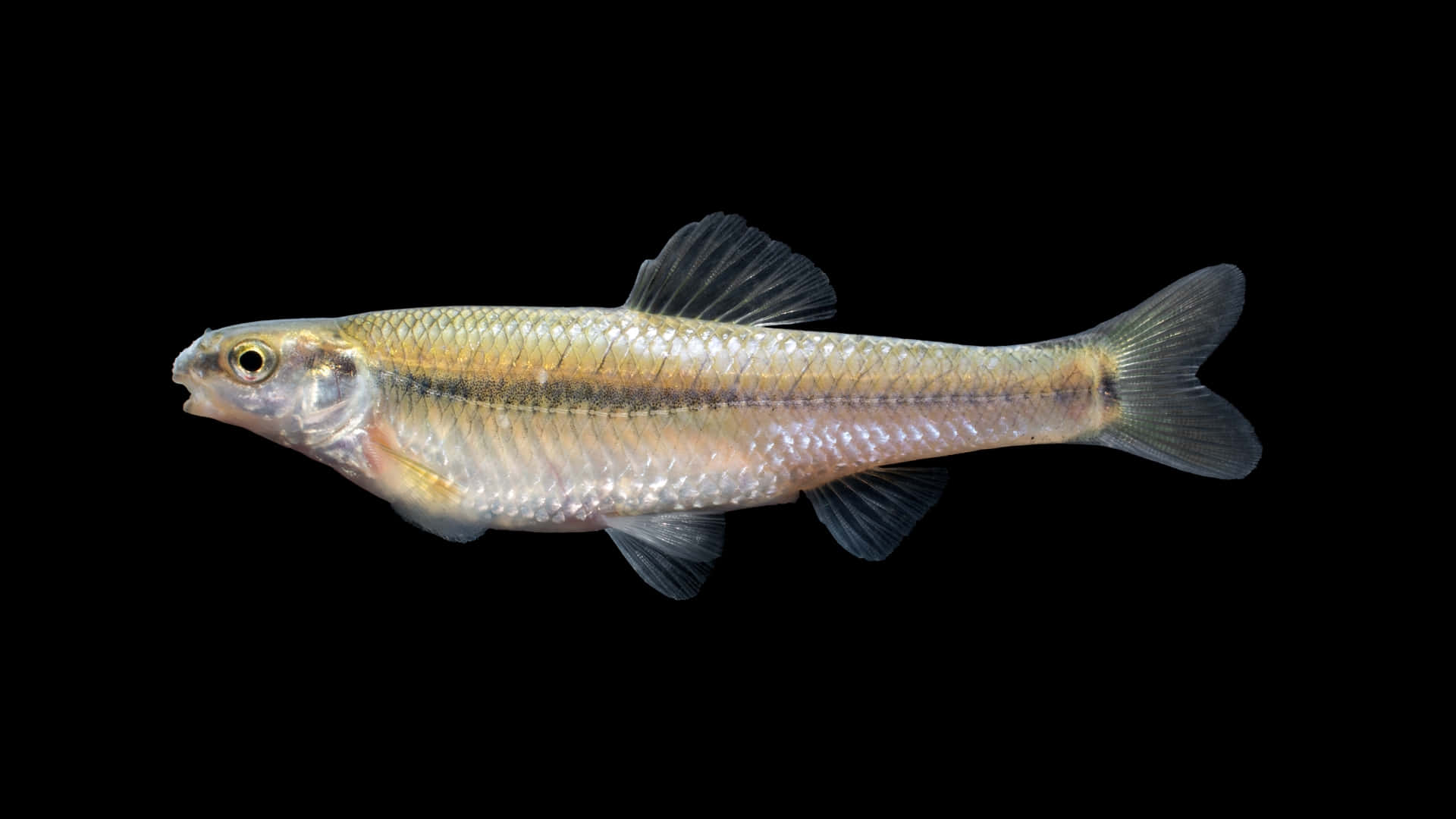 側面展示的胖頭魚 壁紙 — 一條帶有半透明魚鰭的小銀魚在純黑色背景下游泳。