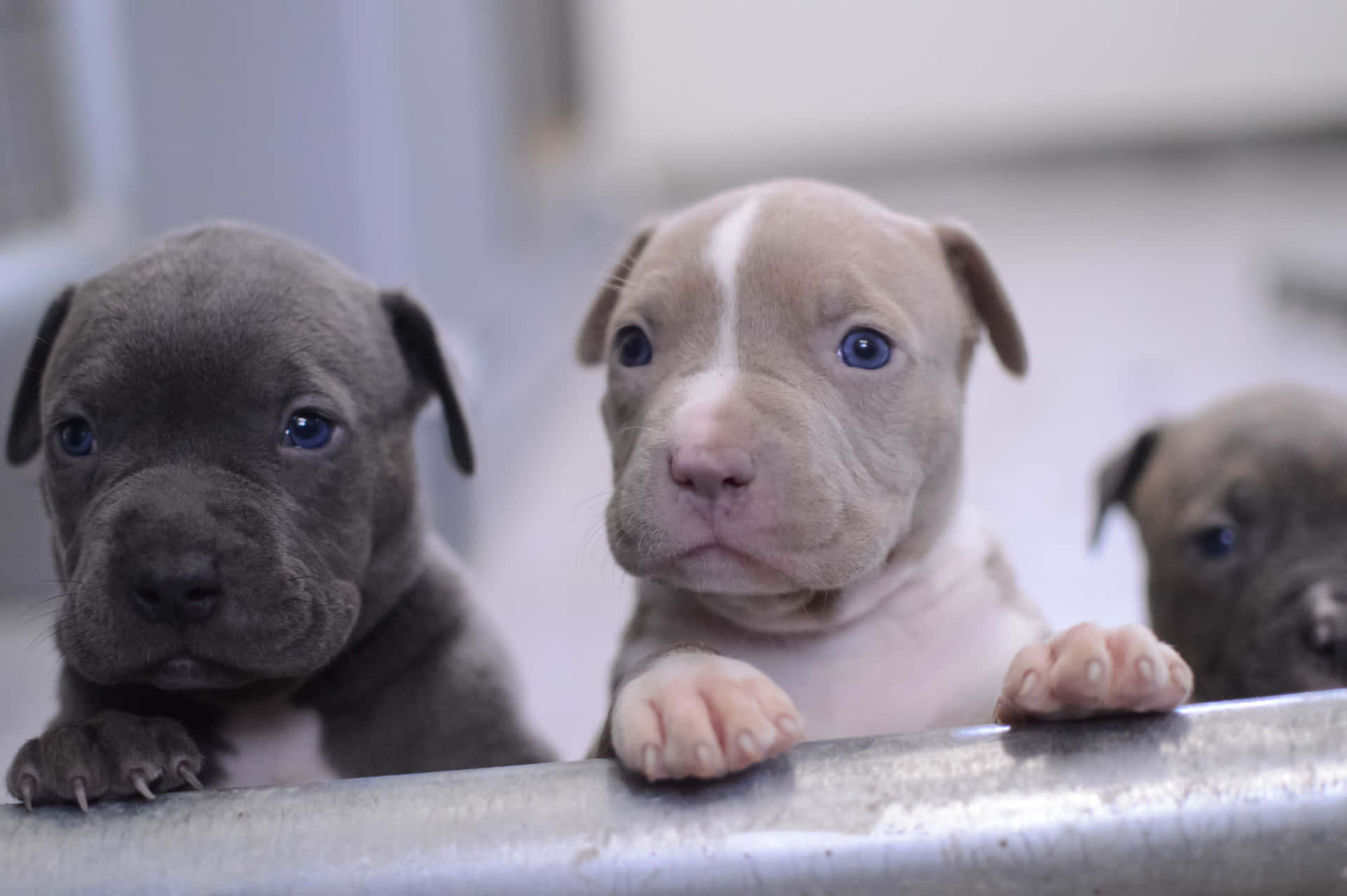 三隻藍眼睛的比特犬幼犬在室內從金屬欄杆上探頭張望。