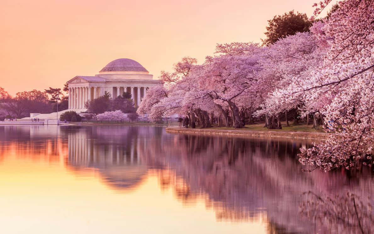 Cherry Blossom Tree 桌布 壁紙 — 傑佛遜紀念堂沐浴在柔和粉紅色的夕陽光中，櫻花倒映在平靜的水面上。