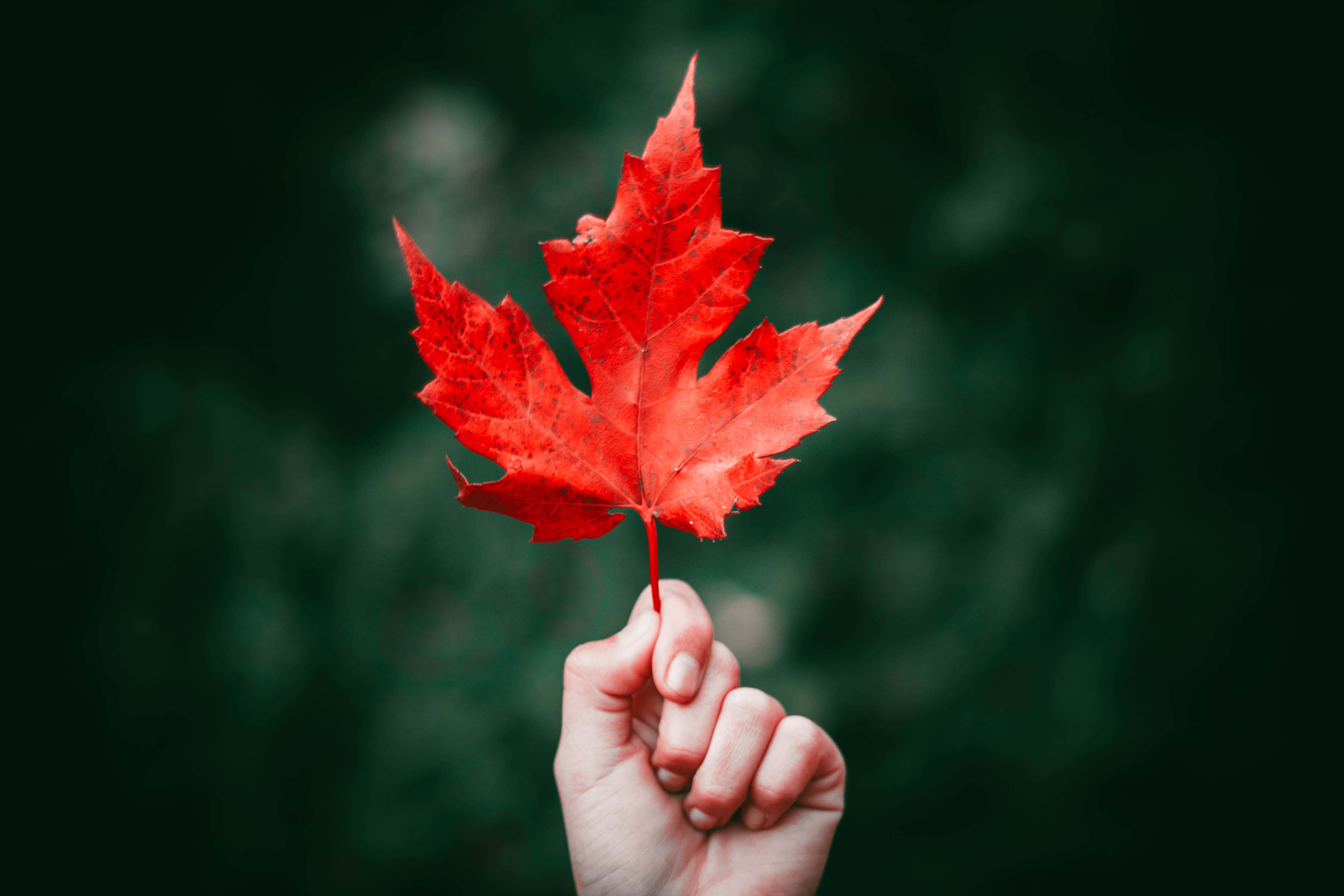 傲然盛放的紅楓葉 壁紙 — 一隻手輕輕地拿著一片鮮紅色的楓葉，背景是柔和的深綠色模糊效果。