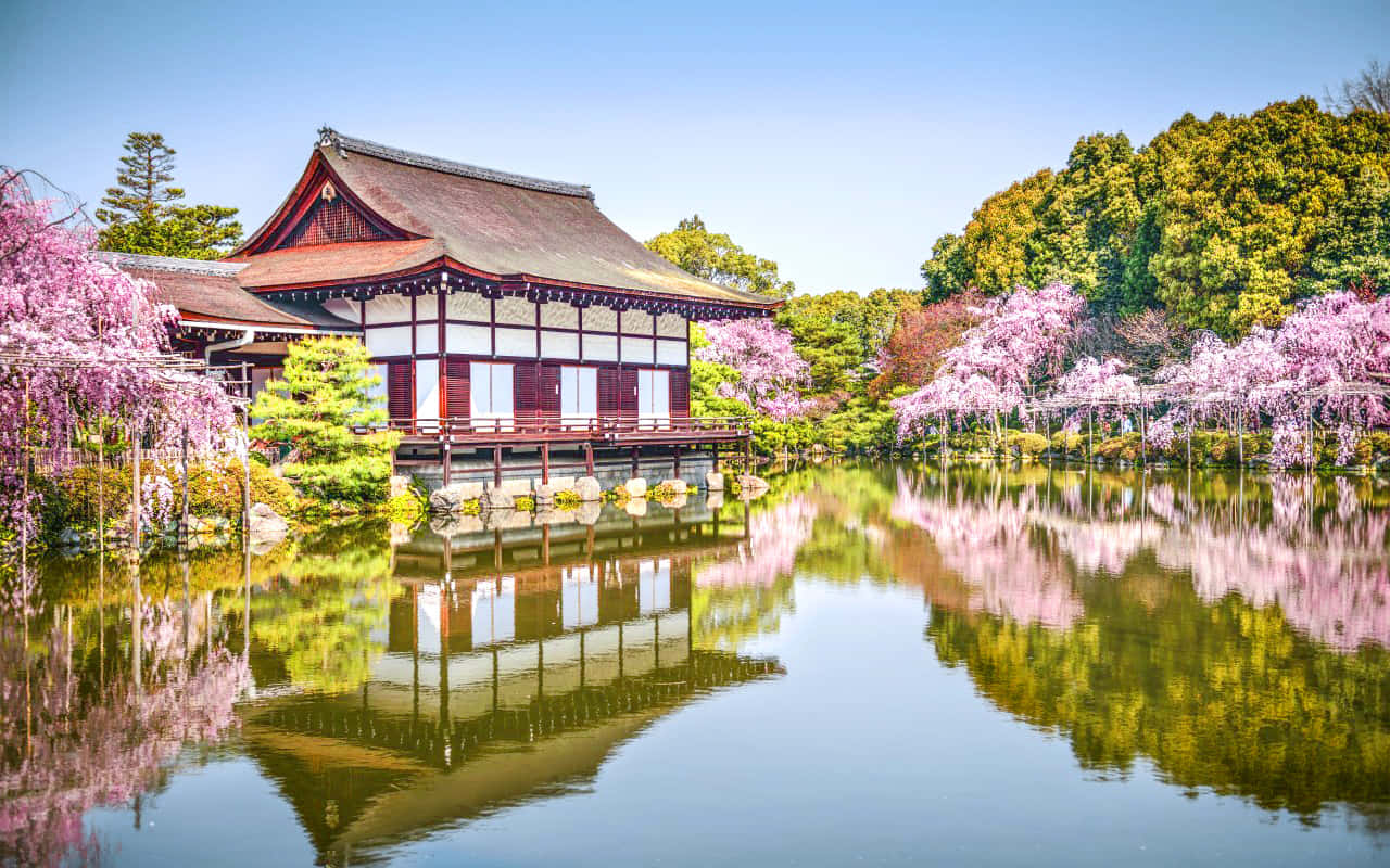 日本寺廟亭閣被櫻花環繞，倒映在寧靜的池塘中。