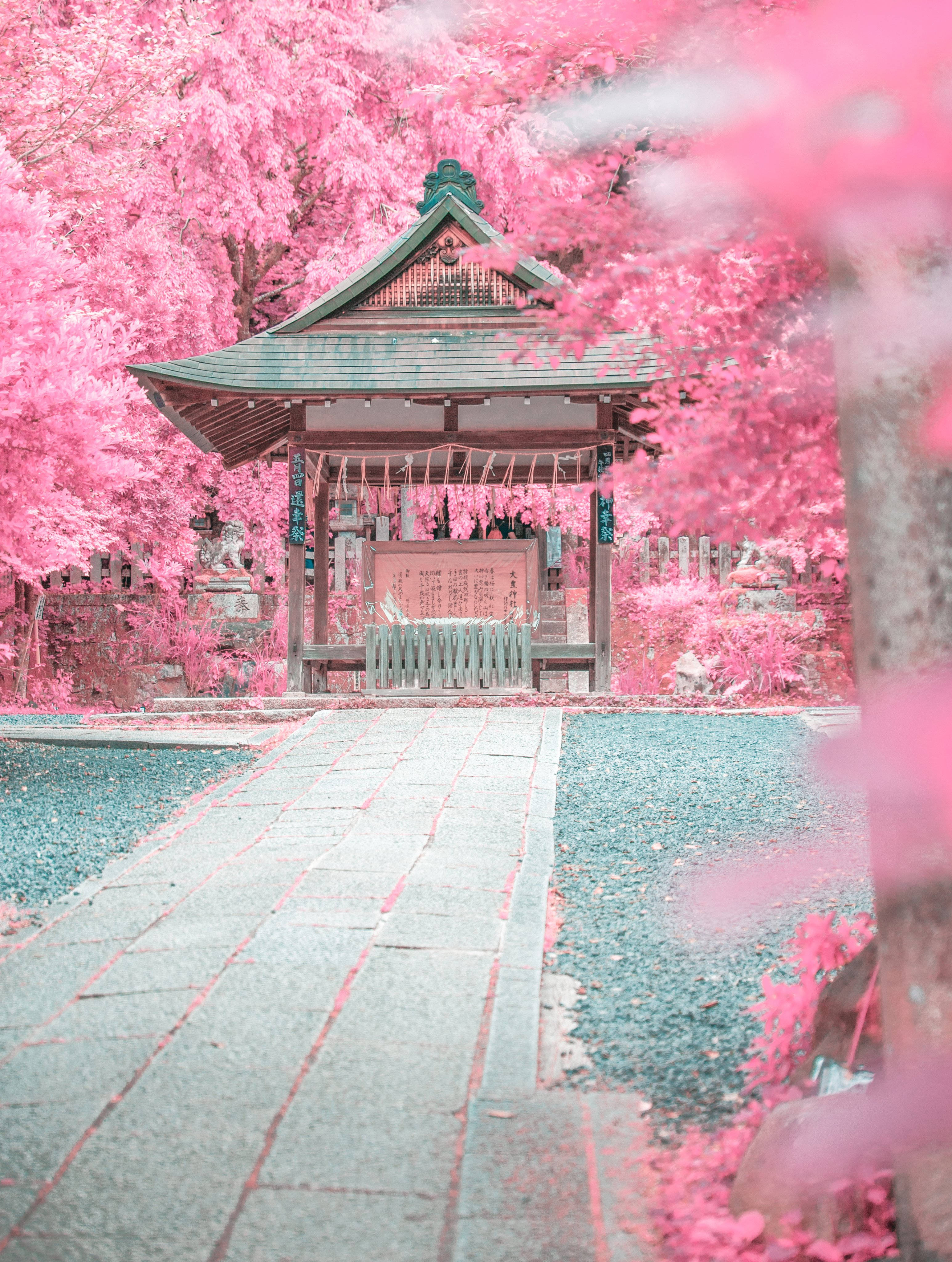 japanese sakura 桌布 壁紙 — 傳統日本神社被鮮豔粉紅櫻花包圍，在柔和日光下。