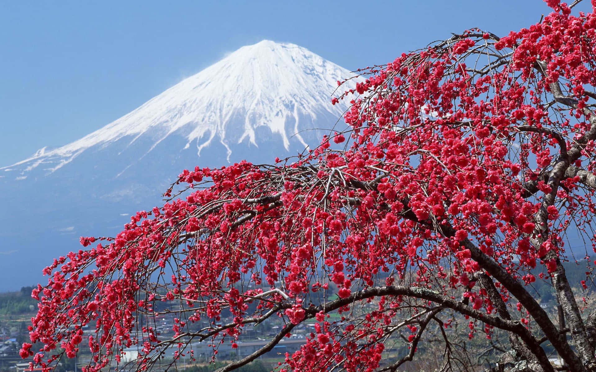 紅色櫻花襯托著積雪的富士山，背景是藍天。