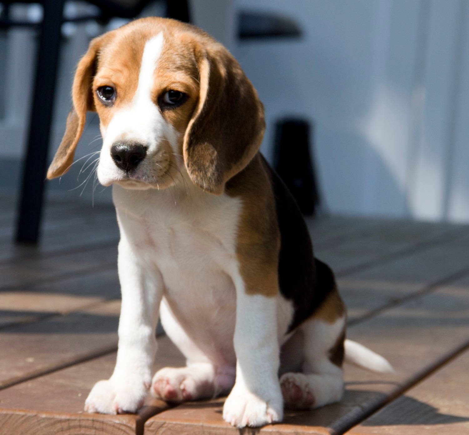 一隻比格犬幼犬坐在陽光下的木質甲板上。