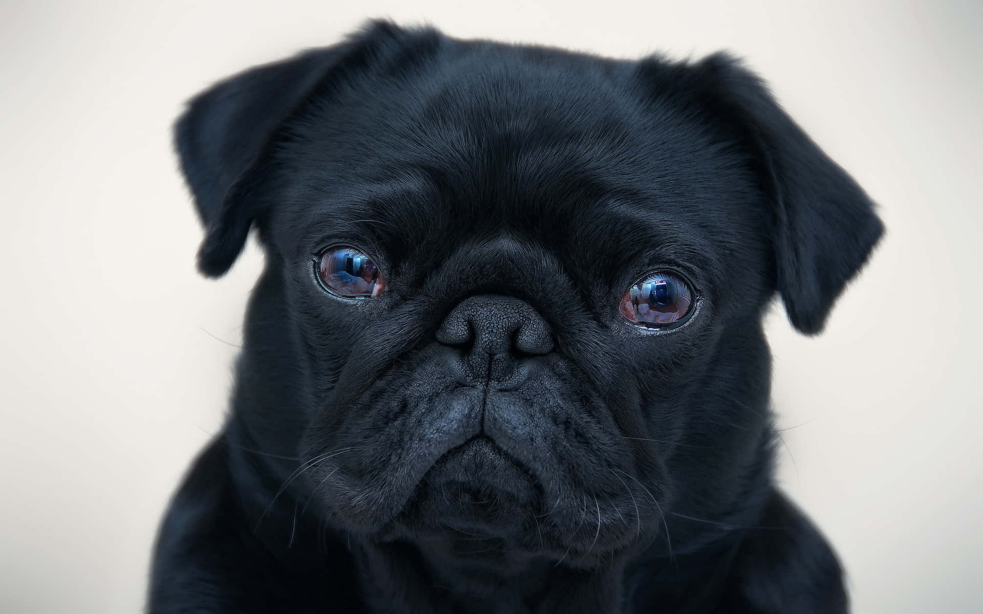 黑色八哥犬幼犬，擁有富表情的藍色眼睛，在工作室環境中看著觀看者。