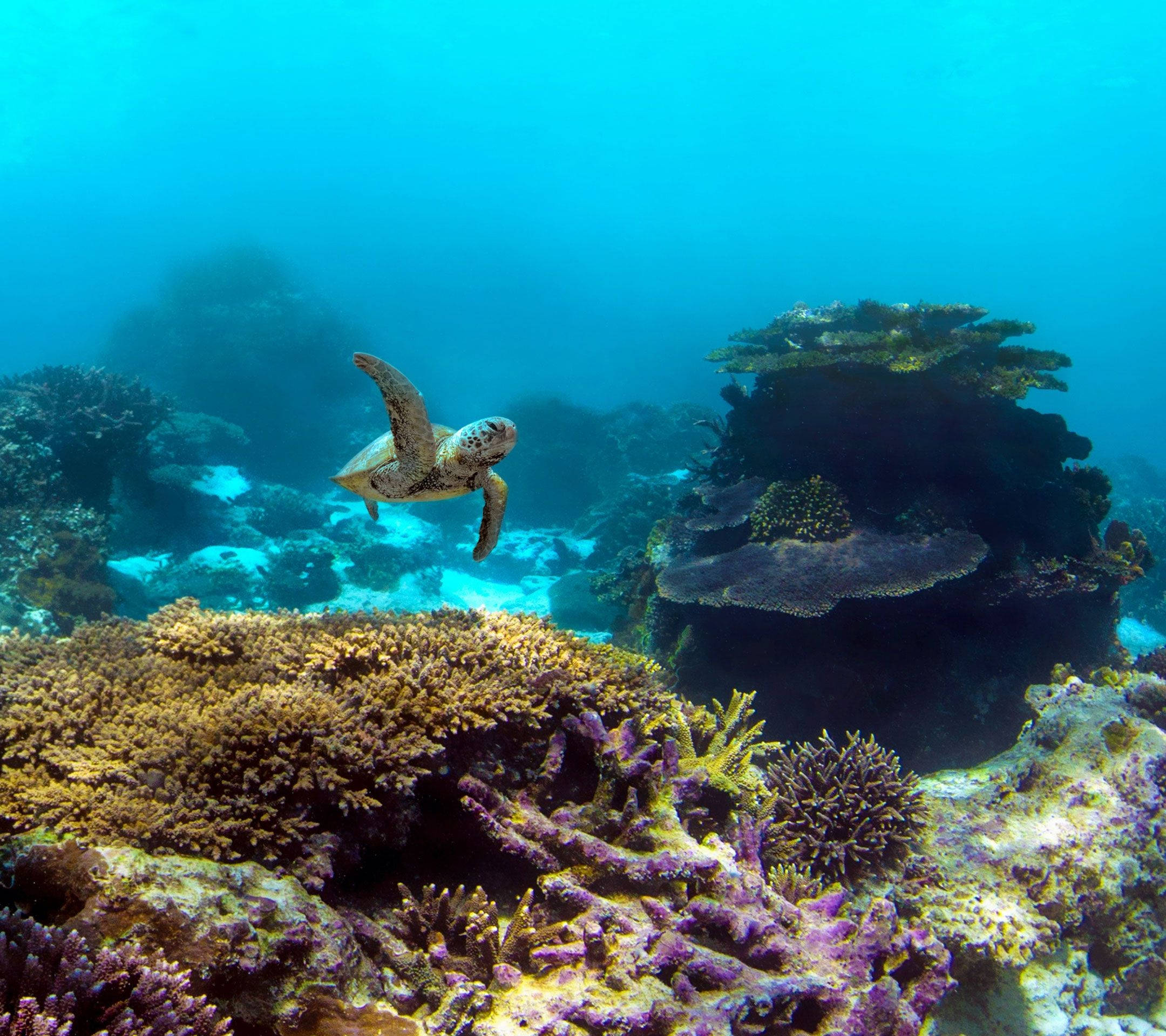 像素海龜探索浩瀚海洋 壁紙 — 一隻海龜在清澈湛藍的海水下優雅地滑過色彩繽紛的珊瑚礁。