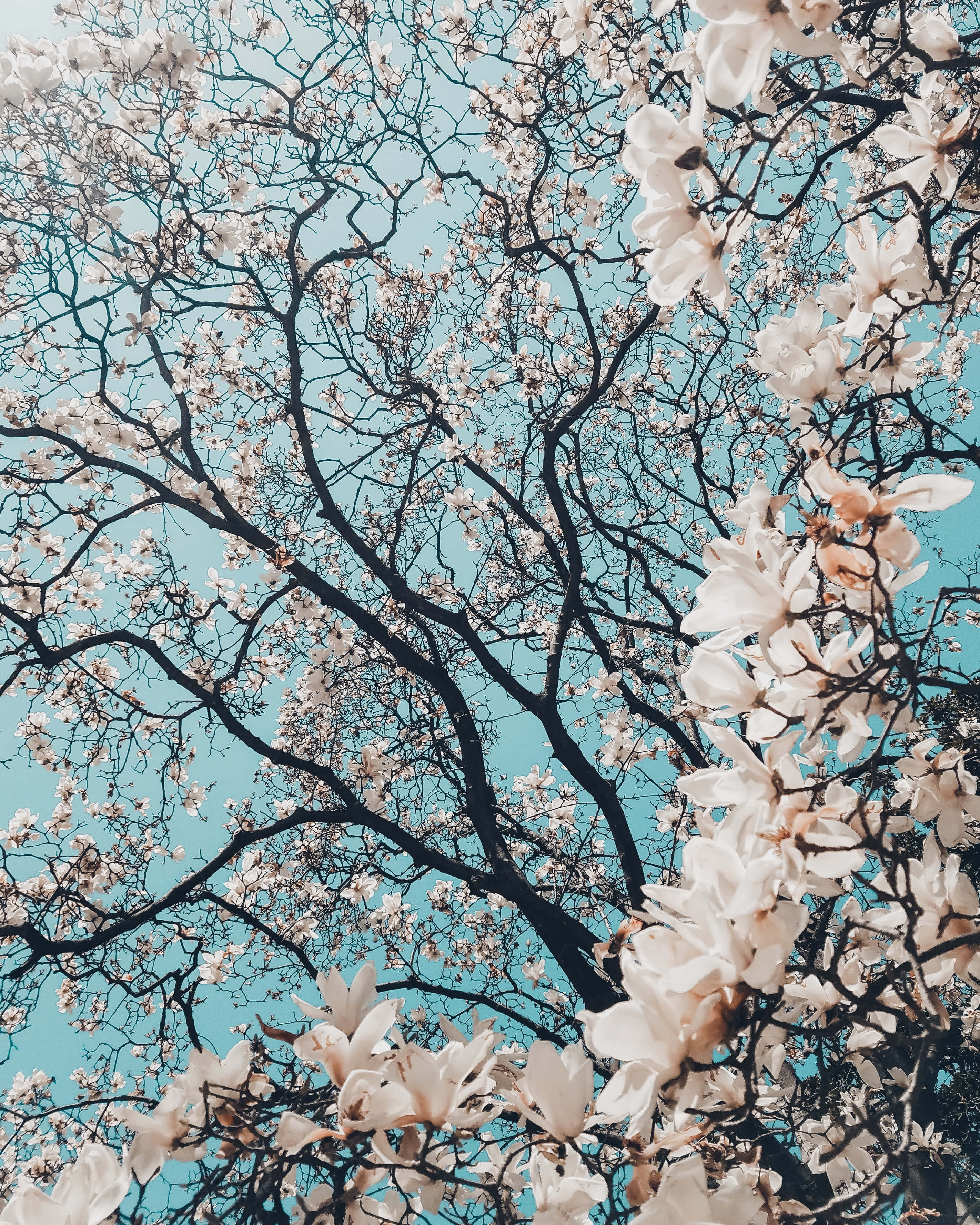 優雅 iPhone 背景 壁紙 — 白色木蘭花在深色樹枝上盛開，映襯著充滿活力的綠松色天空。