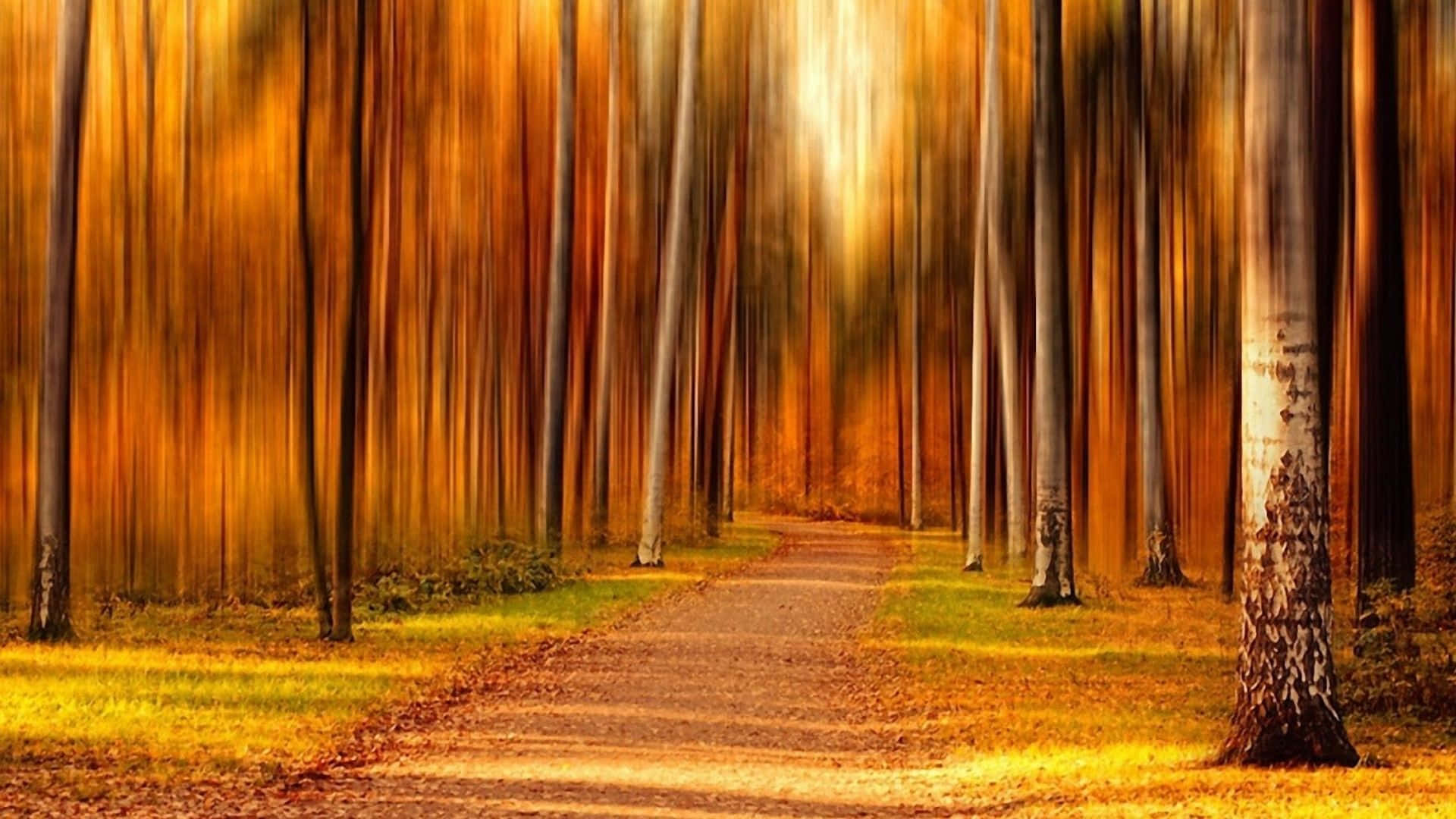 優雅全高清背景 壁紙 — 一條蜿蜒的森林小徑沐浴在金黃色的秋光中，模糊的樹幹營造出夢幻的隧道效果。