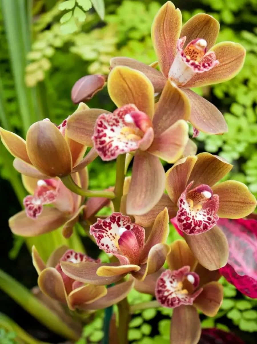 Orchid 桌布 壁紙 — 優雅嘅啡色蘭花近鏡，帶有斑點粉紅色花心，喺茂盛綠葉中盛開。