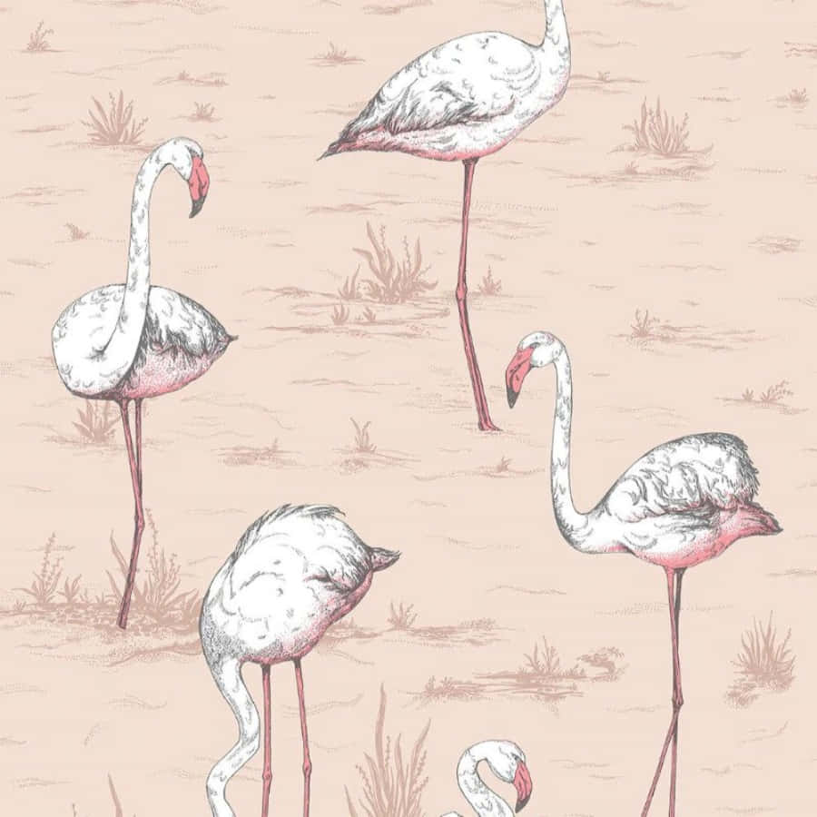 Pink Flamingos 桌布 壁紙 — 優雅嘅火烈鳥喺淺水中優美咁企喺度，帶有柔和嘅粉紅色同米色色調，構成精緻嘅插圖圖案。
