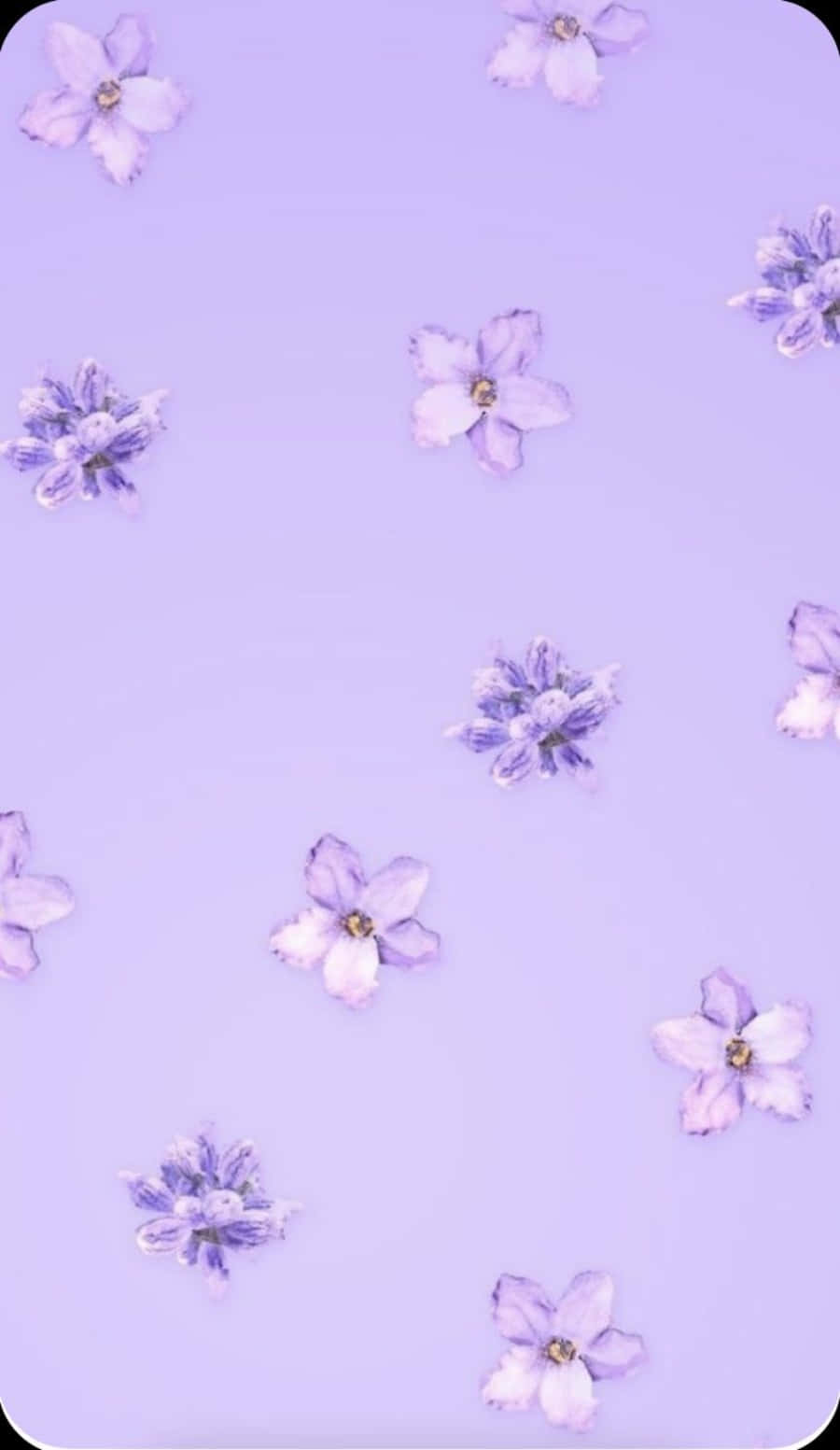 粉紫色背景，散落著精緻的花朵。