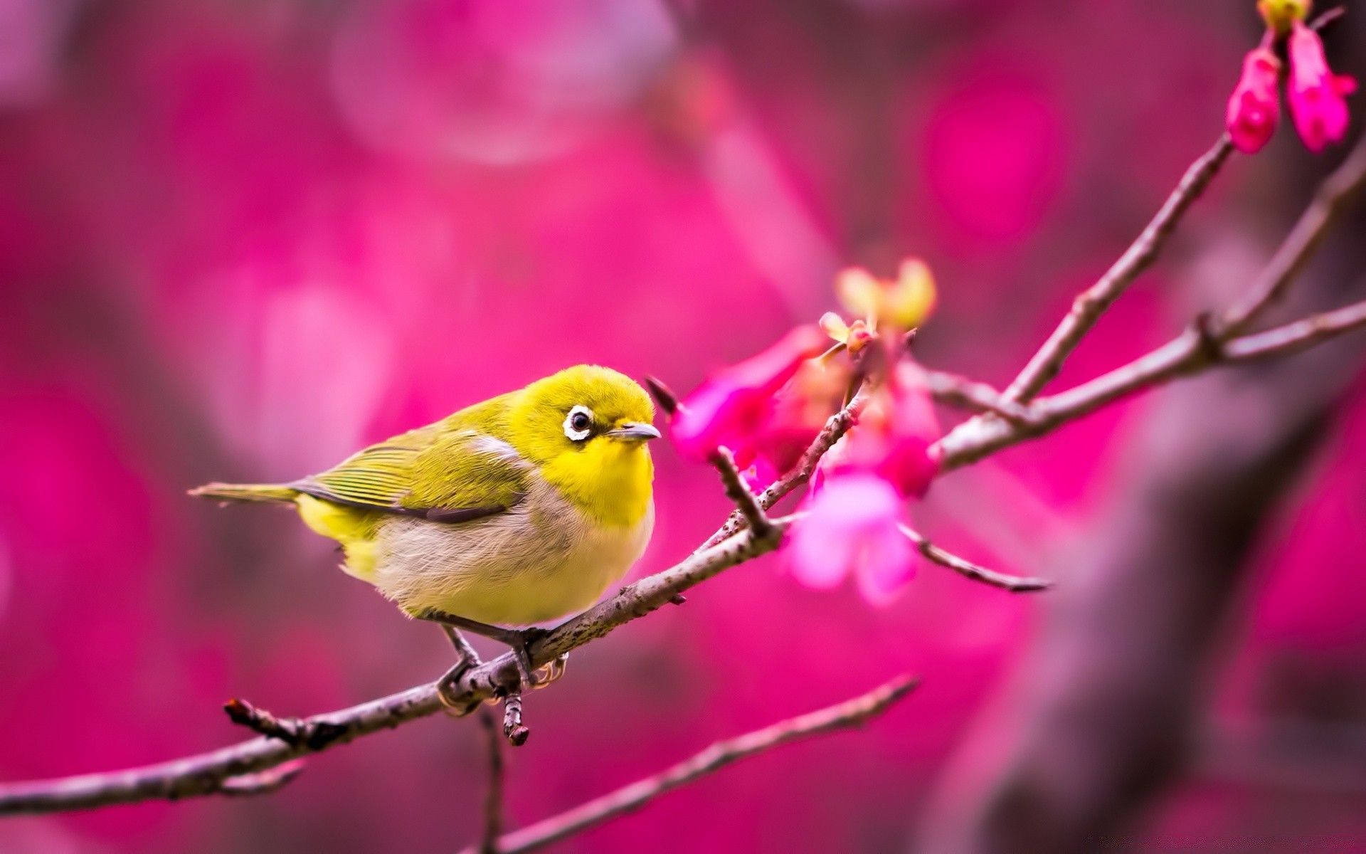 一隻黃色小鳥坐在樹枝上，背景有粉紅色的花朵，呈現柔焦效果。