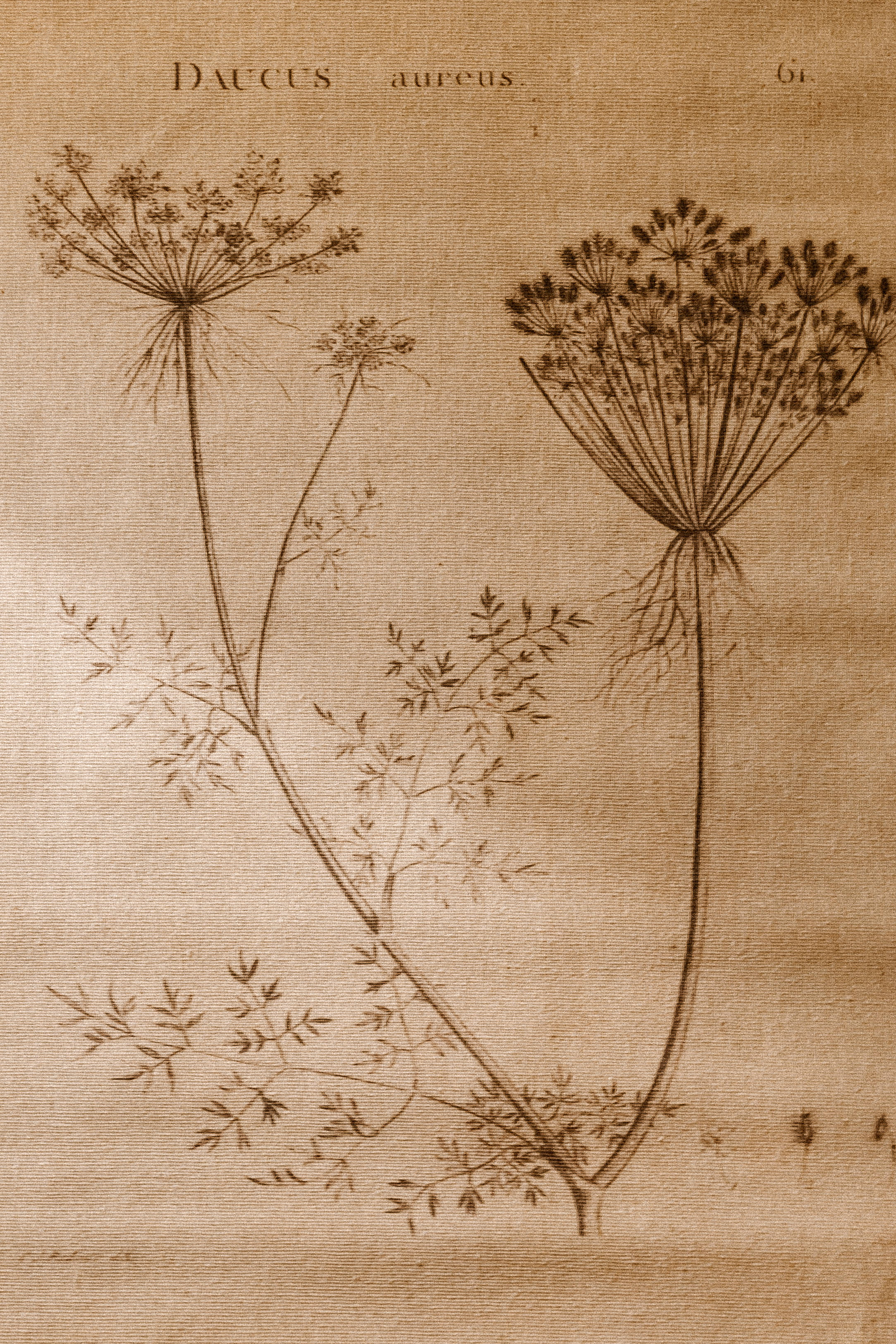 優雅淺棕植物插圖 壁紙 — 在紋理羊皮紙上繪製的Daucus aureus復古植物插圖，帶有精緻的莖和羽毛狀葉子。