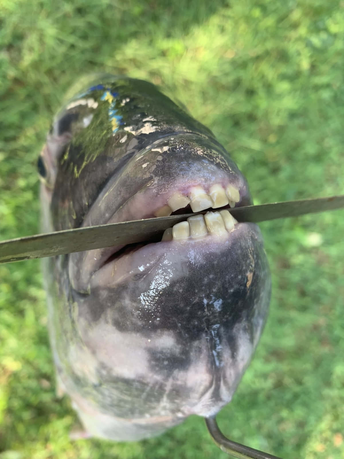 一條大魚露出牙齒，被刀按住喺草地上。