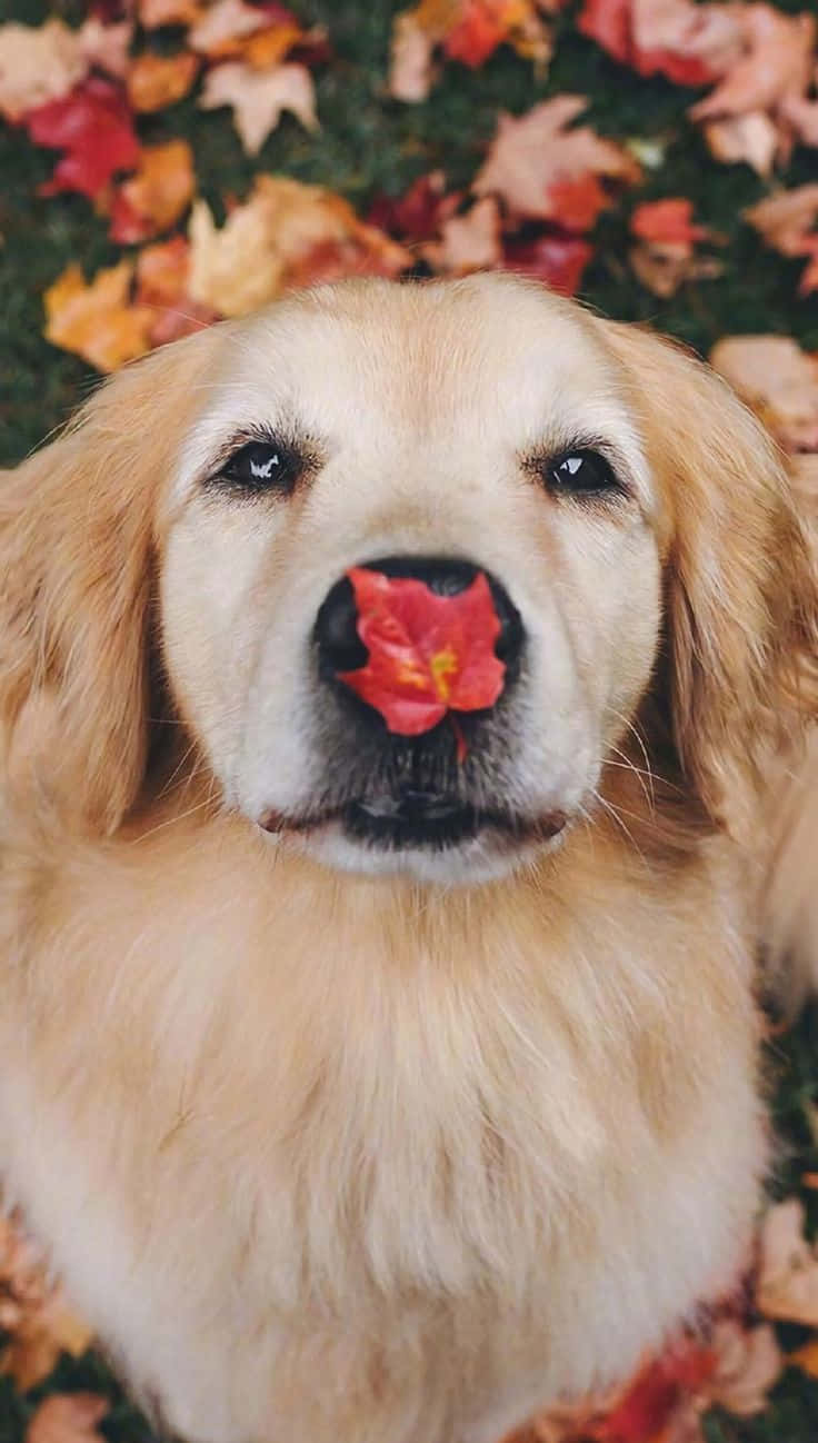 金毛尋回犬幼犬在落葉中鼻子上叼著一片紅楓葉。