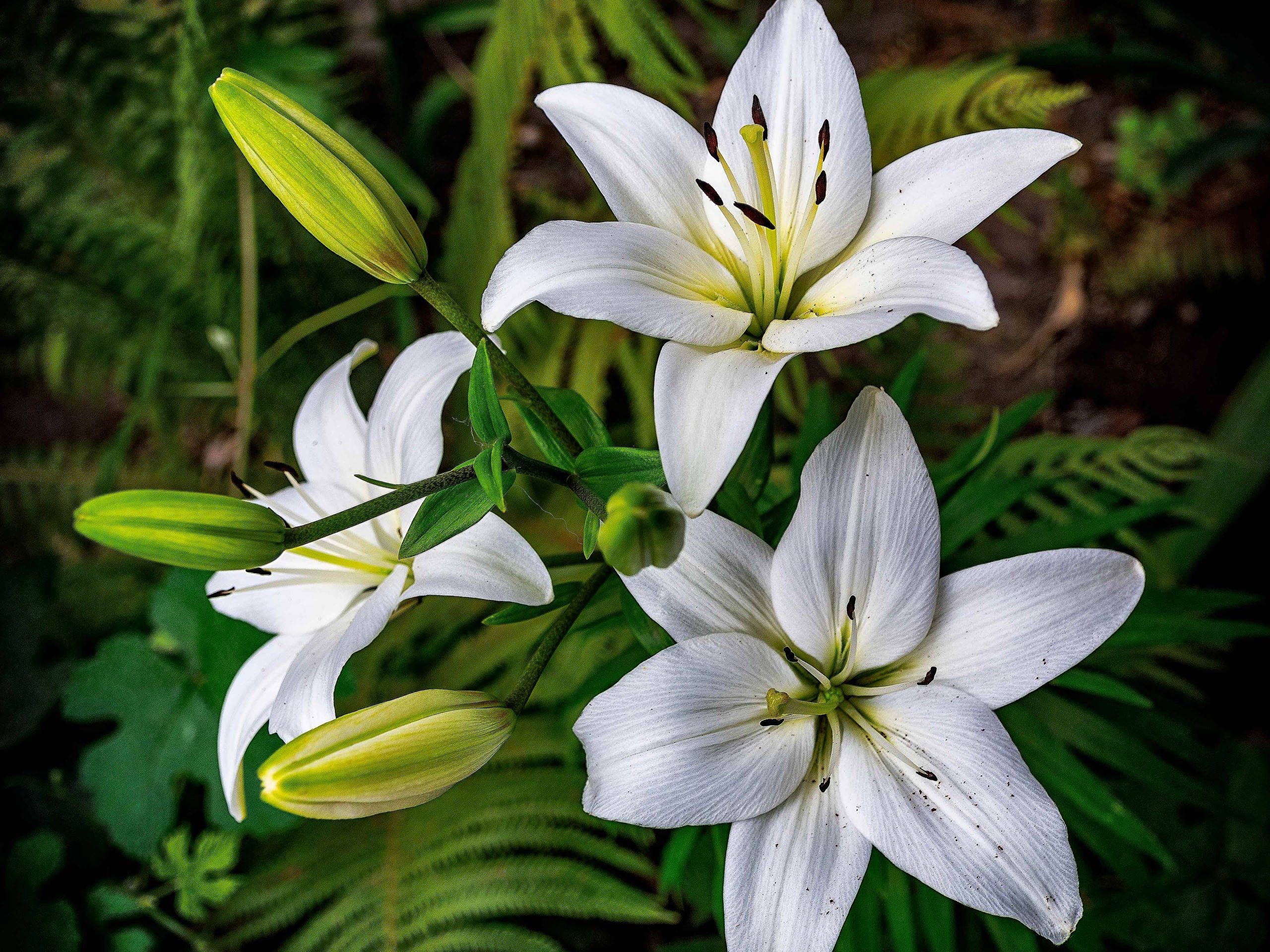 優雅白百合花 壁紙 — 三朵純潔的白百合在茂密的綠色蕨類植物中盛開，柔和自然光凸顯精緻花瓣和深色雄蕊。
