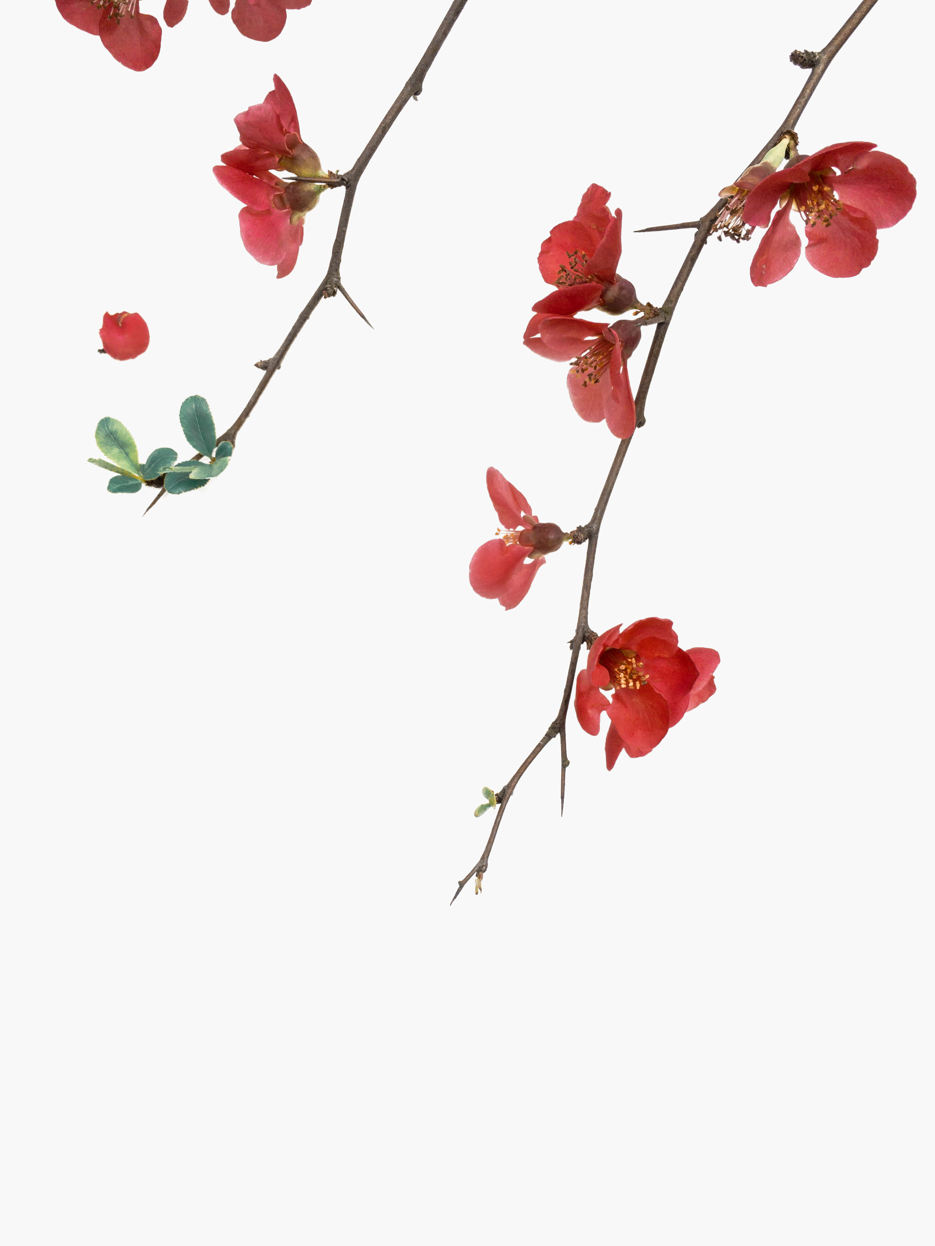 優雅白花於柔和色彩背景 壁紙 — 鮮豔的紅色花朵在帶刺的枝條上盛開，襯托著柔和的白色背景和新鮮的綠葉。
