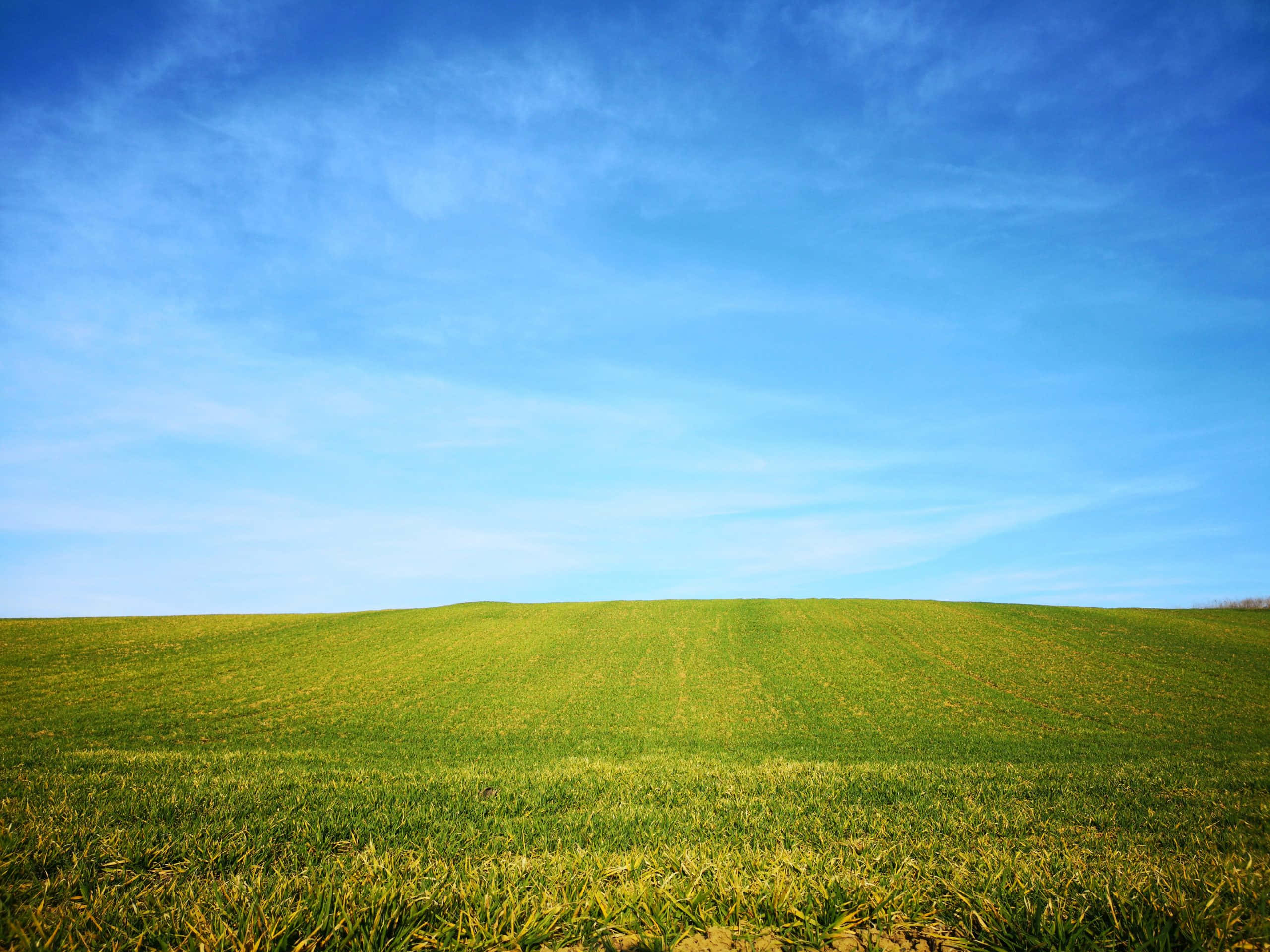 優雅的 Windows 預設背景 壁紙 — 廣闊起伏的綠色田野，在明亮的藍天下，薄雲延伸至地平線。