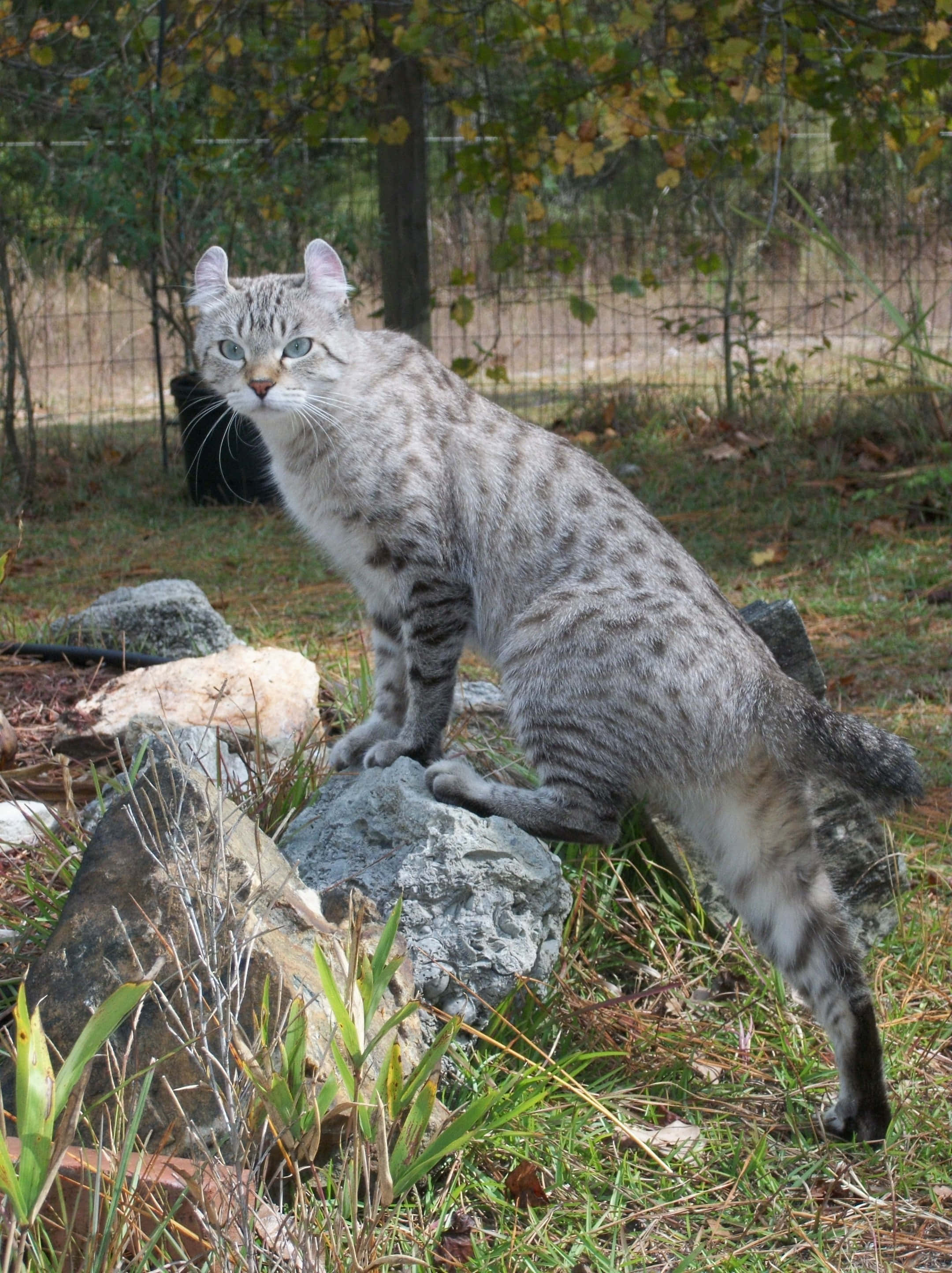 優雅的沙漠猞猁在沙丘間徘徊 壁紙 — 一隻野生的灰色虎斑貓，有著引人注目的綠色眼睛，警覺地棲息在岩石上，周圍是秋天的草地和樹木。