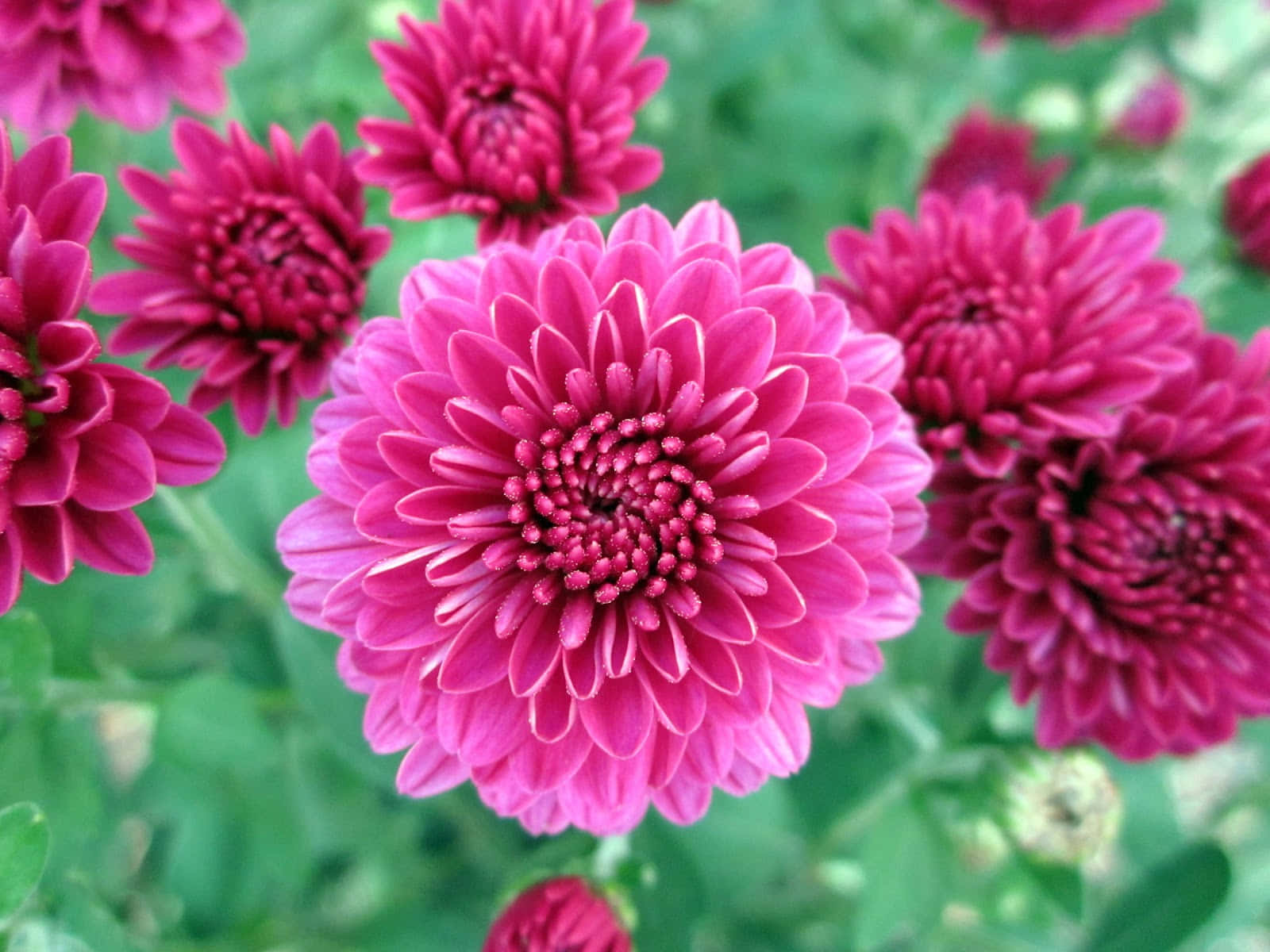 優雅的白色菊花 壁紙 — 鮮豔的洋紅色菊花在明亮的日光下，以柔焦效果在茂密的綠葉中盛開。