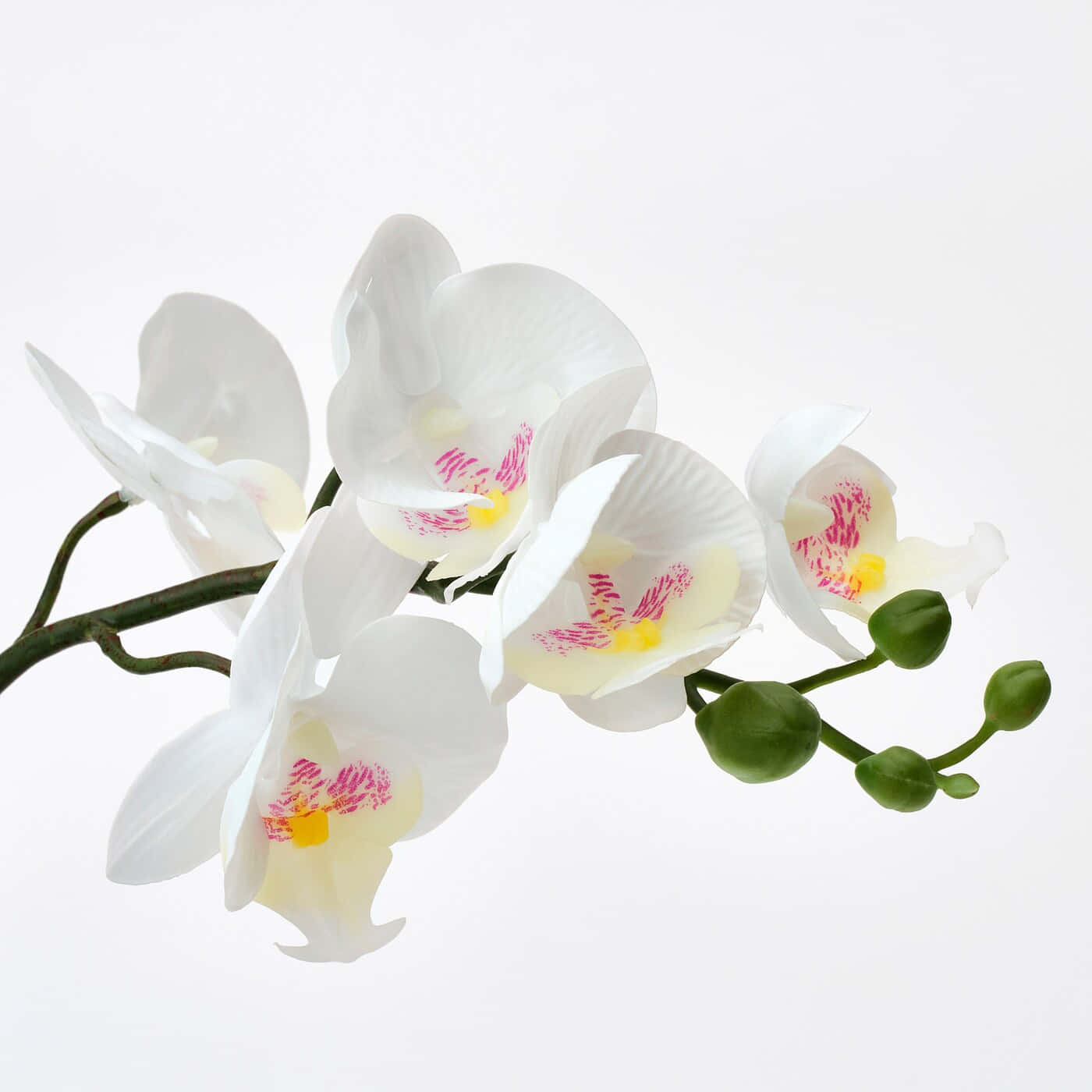 Orchid 桌布 壁紙 — 優雅的白色蘭花，帶有粉紅色斑點和綠色花蕾，襯托在潔白的背景上。