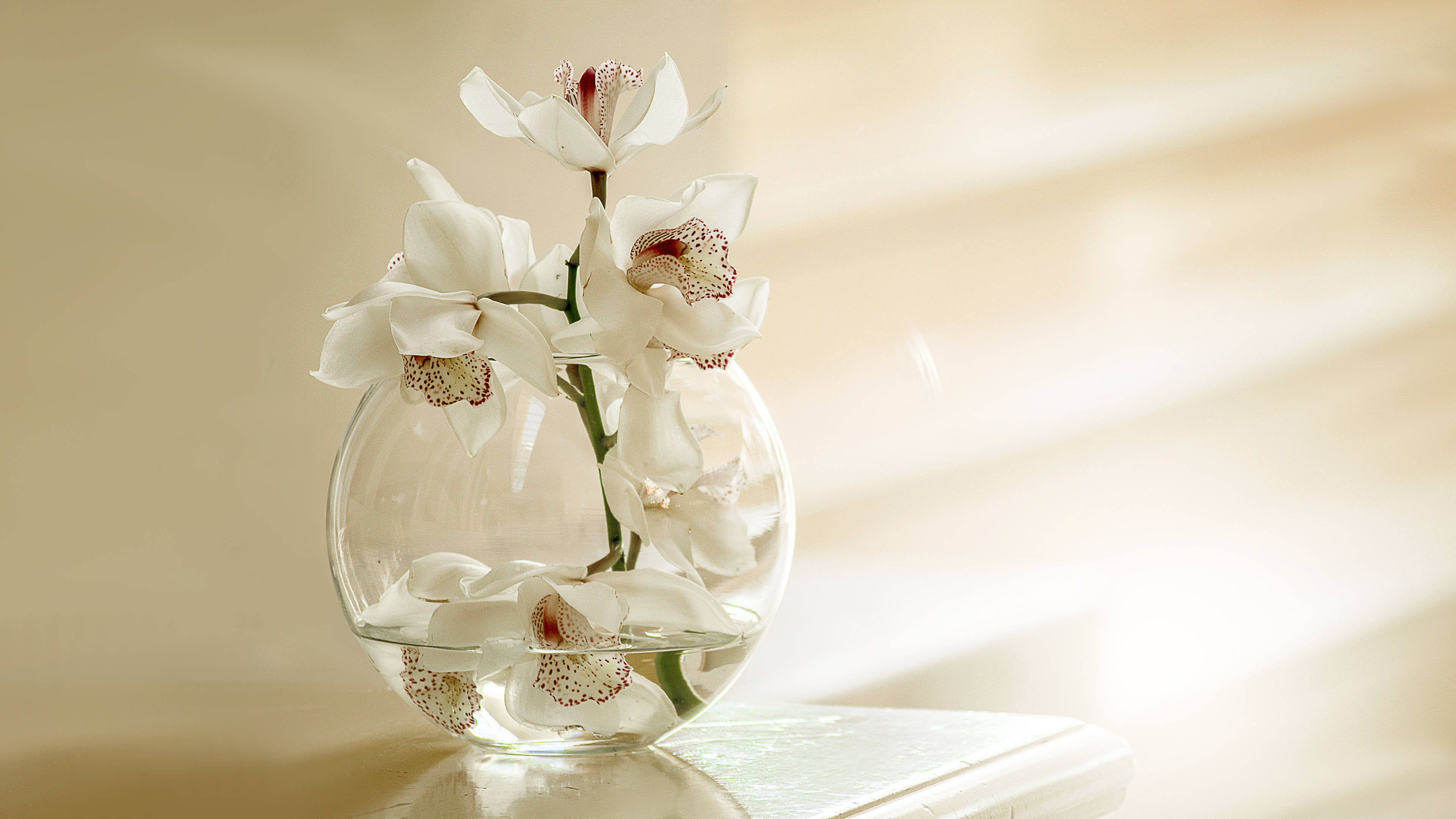 Orchids 桌布 壁紙 — 優雅的白色蘭花帶有斑點中心，在裝滿水的圓形玻璃花瓶中優美綻放。