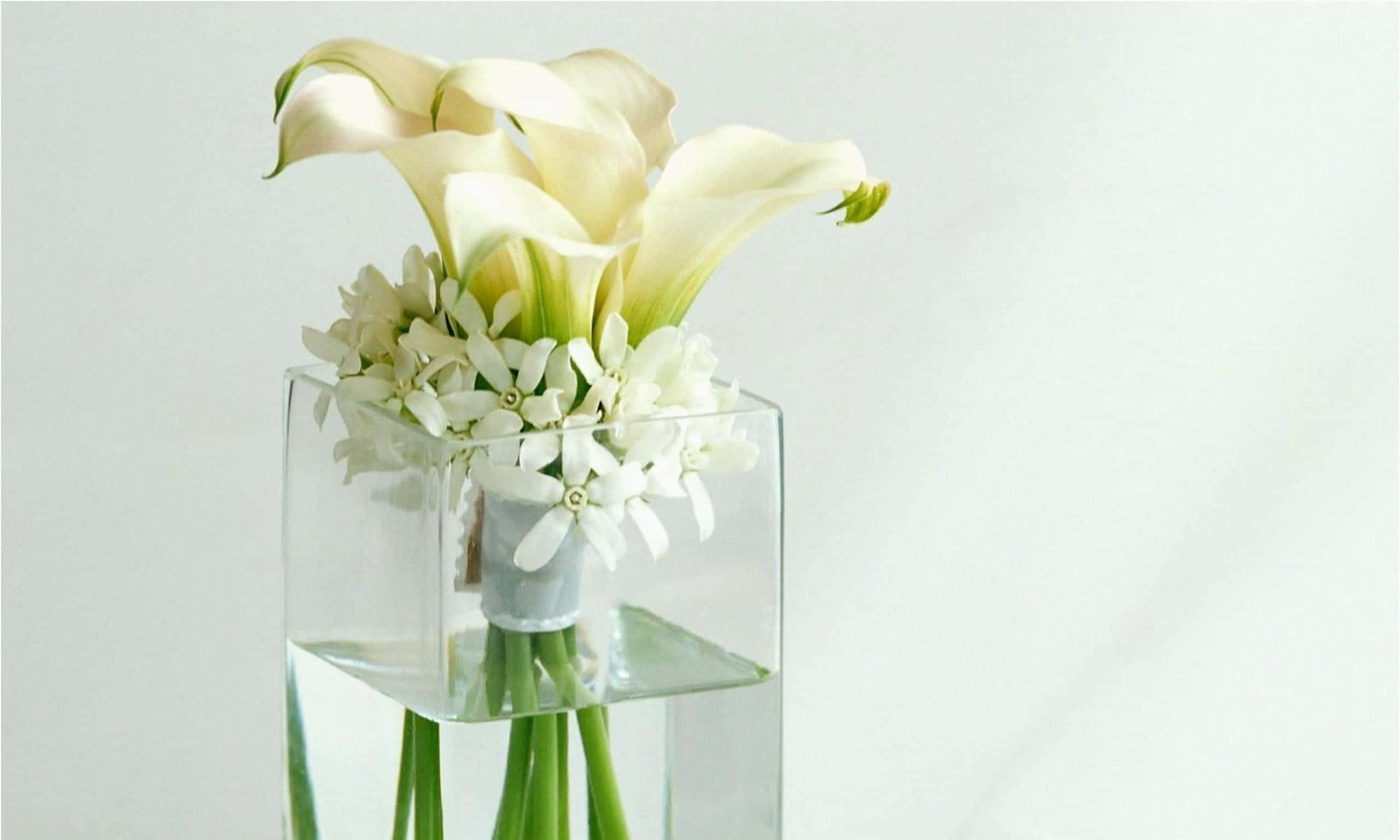 White Flowers 桌布 壁紙 — 優雅的白色馬蹄蓮和星形花朵在裝滿水的透明玻璃立方體花瓶中優美綻放。