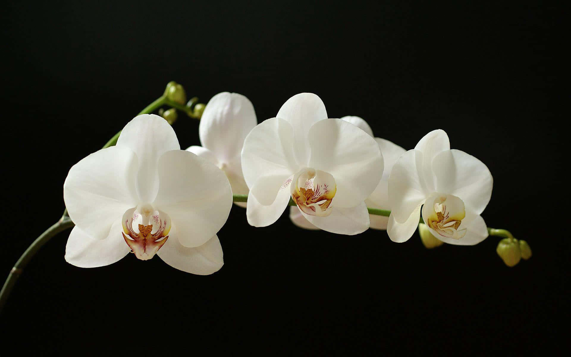 Orchid 桌布 壁紙 — 優雅的白蘭花在純黑背景下優美綻放，突顯其精緻花瓣與鮮黃色花心。