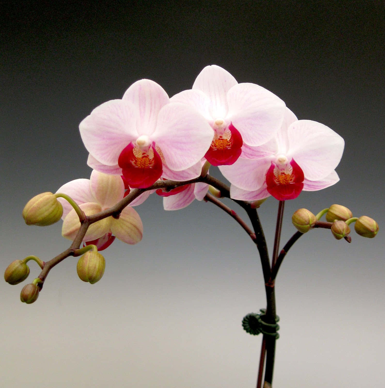 Orchid 桌布 壁紙 — 優雅的粉紅色蘭花帶有鮮豔的紅色中心，在柔和的漸變背景上優雅地綻放。