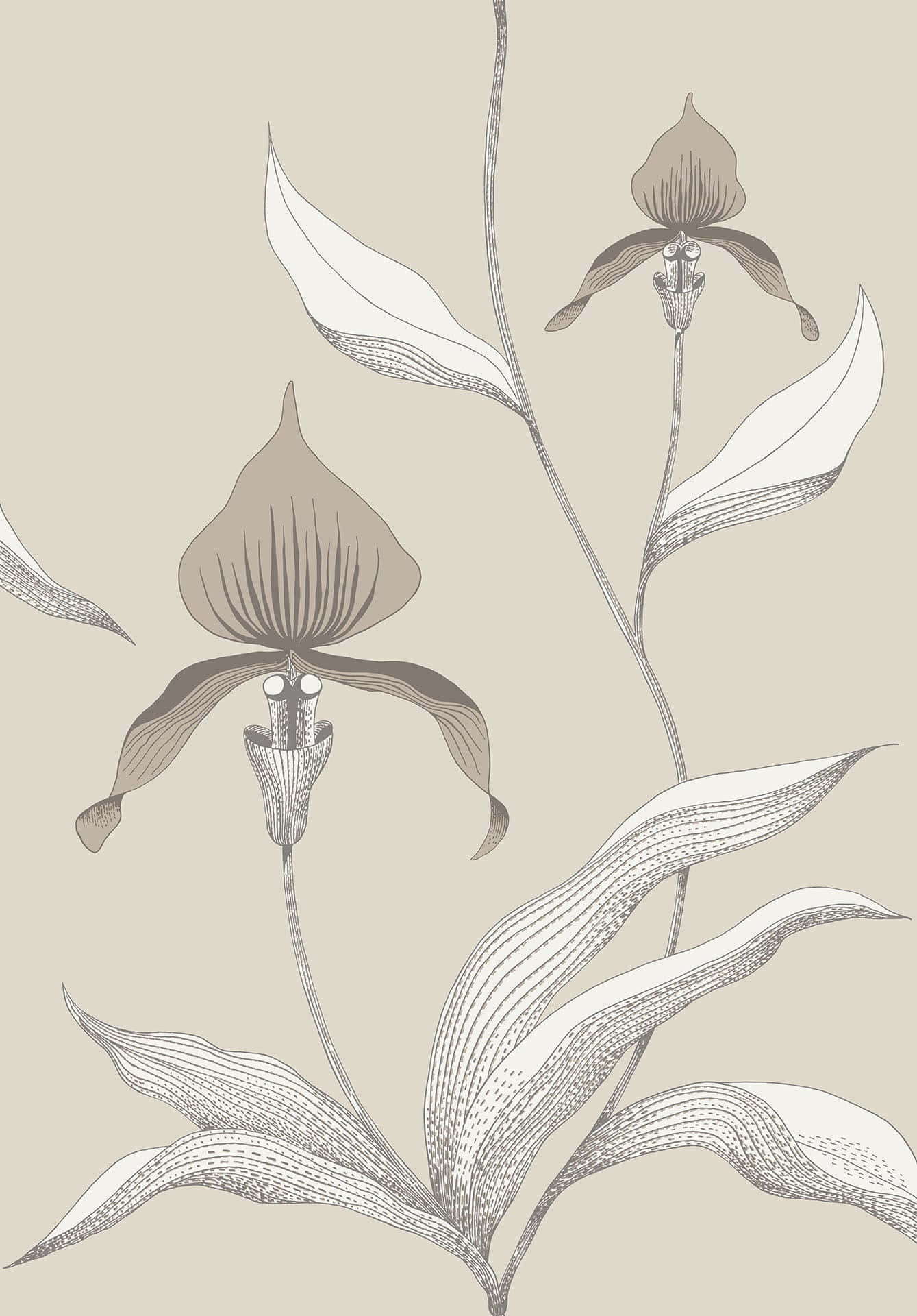 Orchid 桌布 壁紙 — 優雅的線條藝術蘭花，帶有細緻的點畫，在柔和的米色背景上優雅綻放。