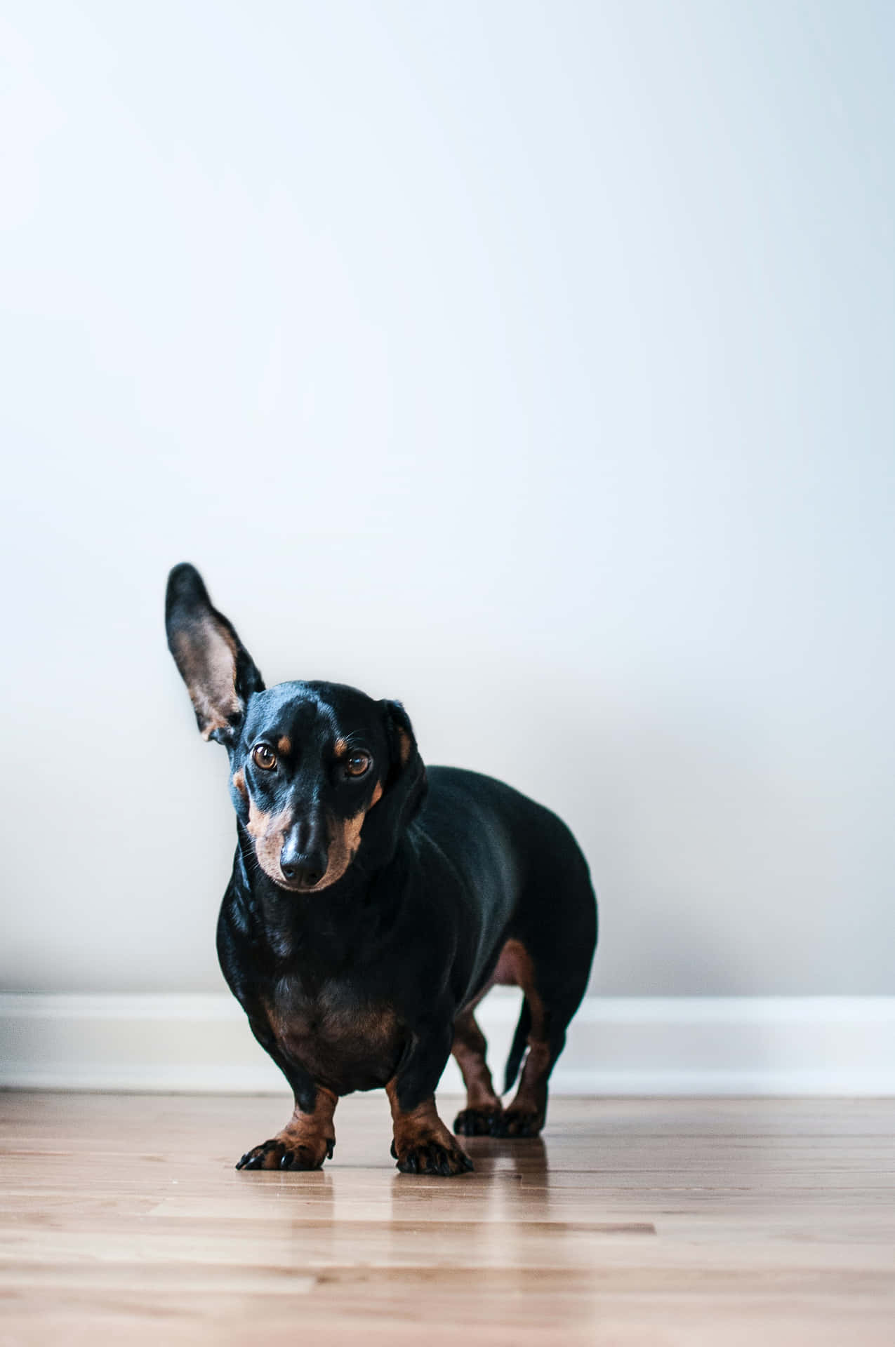 黑褐色臘腸犬站在木地板上