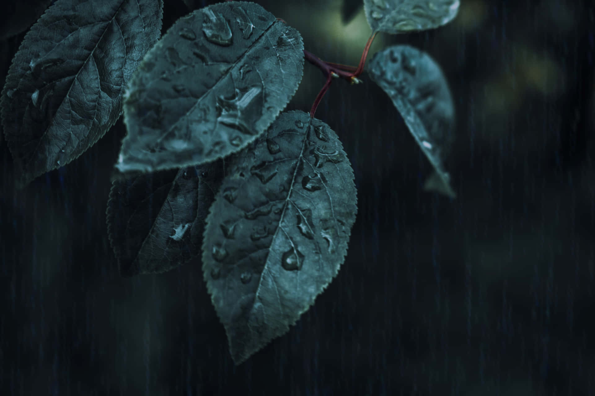雨滴依附在暴風雨環境中的深綠色葉子上。