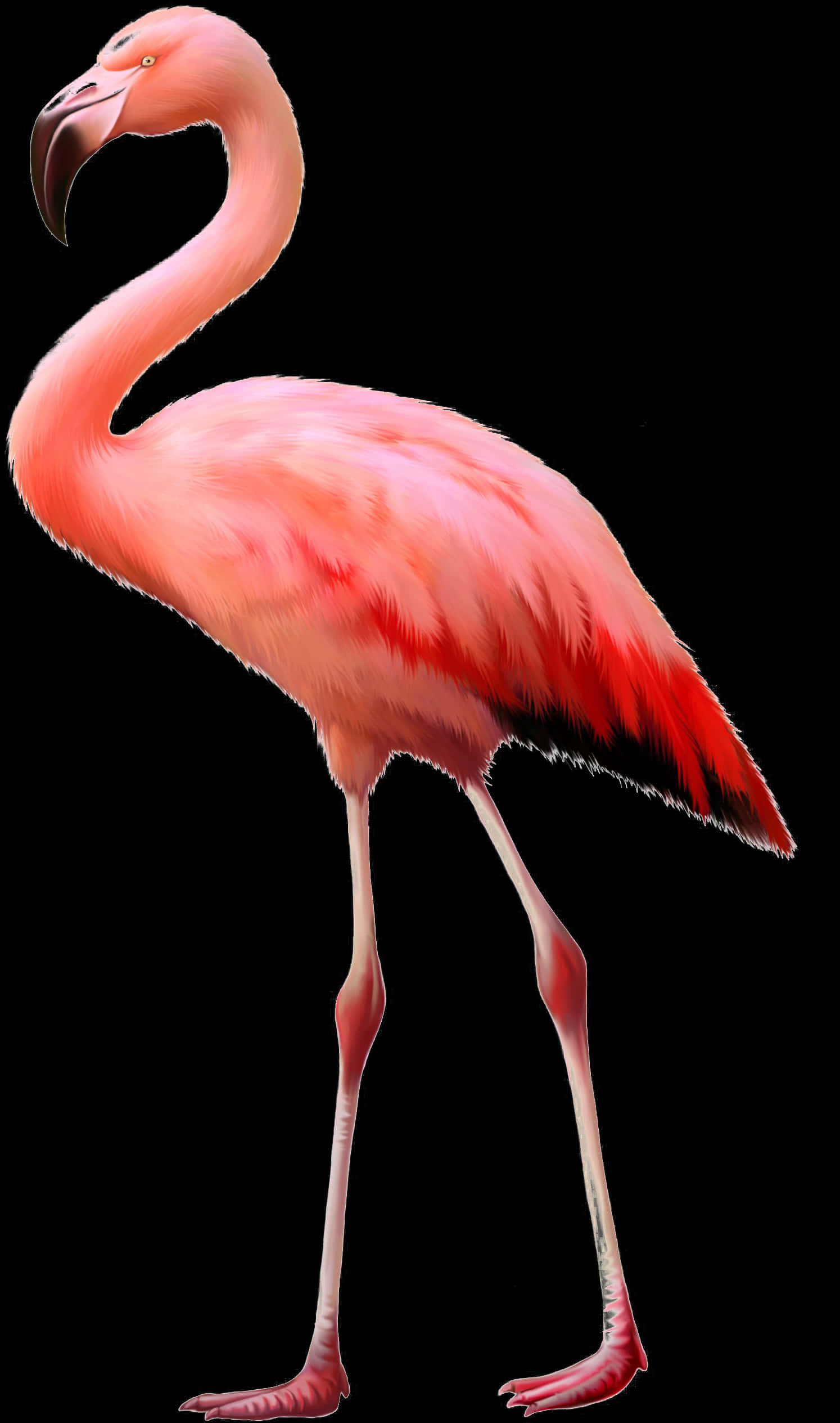 優雅粉紅火烈鳥站立 壁紙