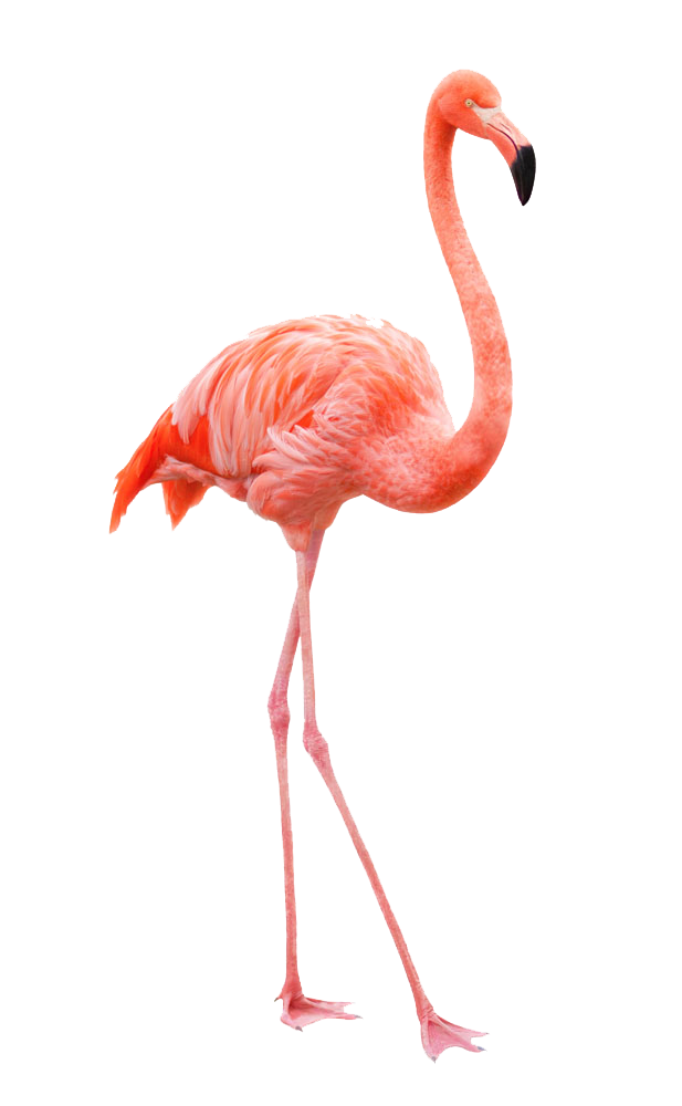 優雅粉紅火烈鳥站立 壁紙