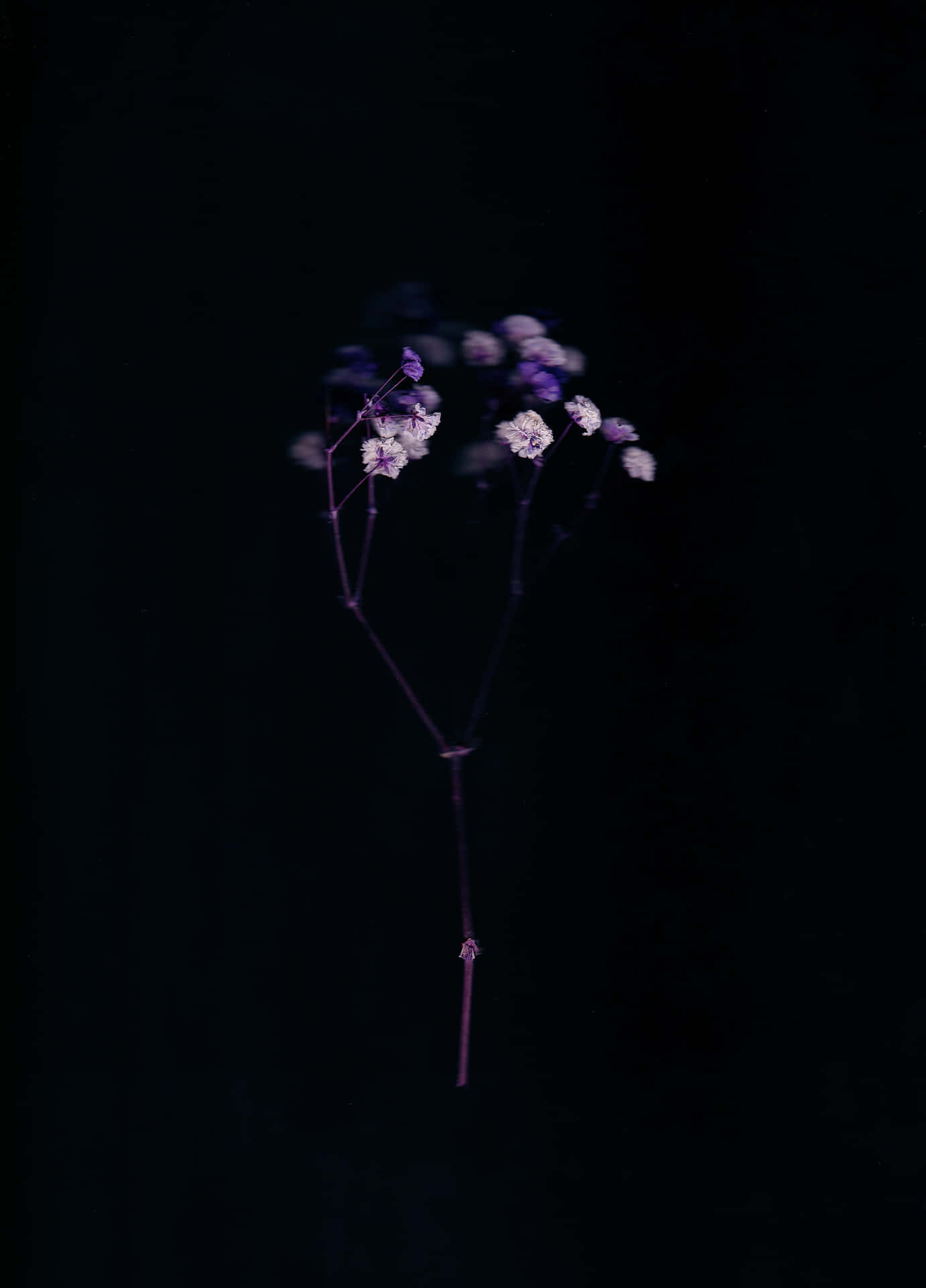 一根單獨的紫色花莖，帶有小花朵，襯著黑色背景。