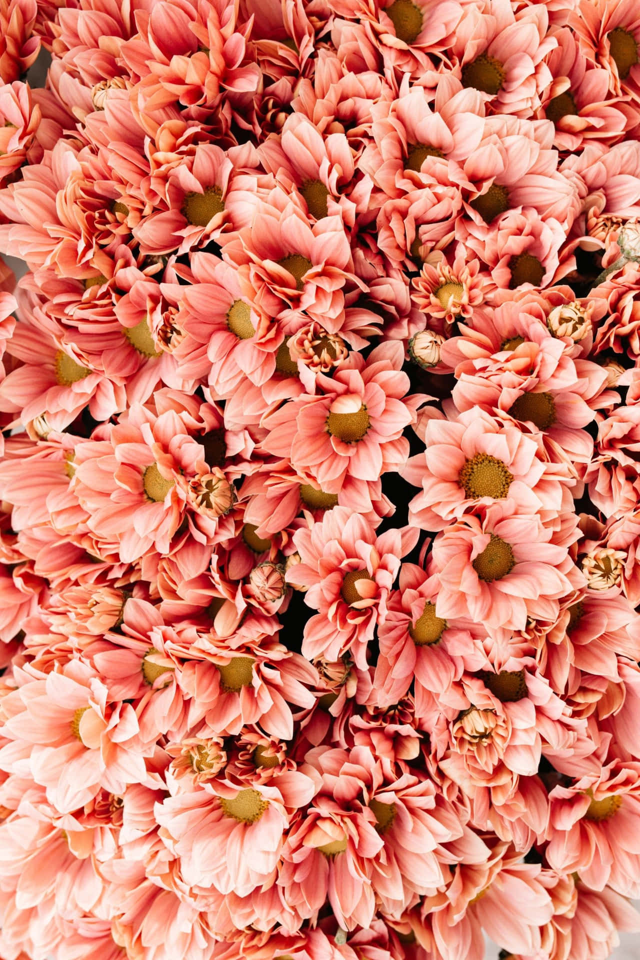 優雅花卉束 壁紙 — 密集嘅珊瑚粉紅雛菊近鏡，綠色花心填滿整個畫面。