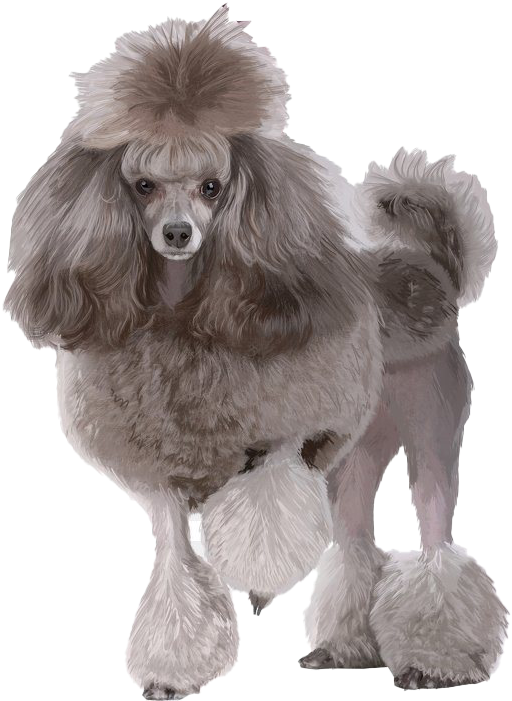 優雅銀色貴賓犬站立圖 壁紙 — 一隻經過優雅修剪的灰色貴賓犬，頭部、尾巴和腳上有蓬鬆的絨球，站在純黑色背景前。