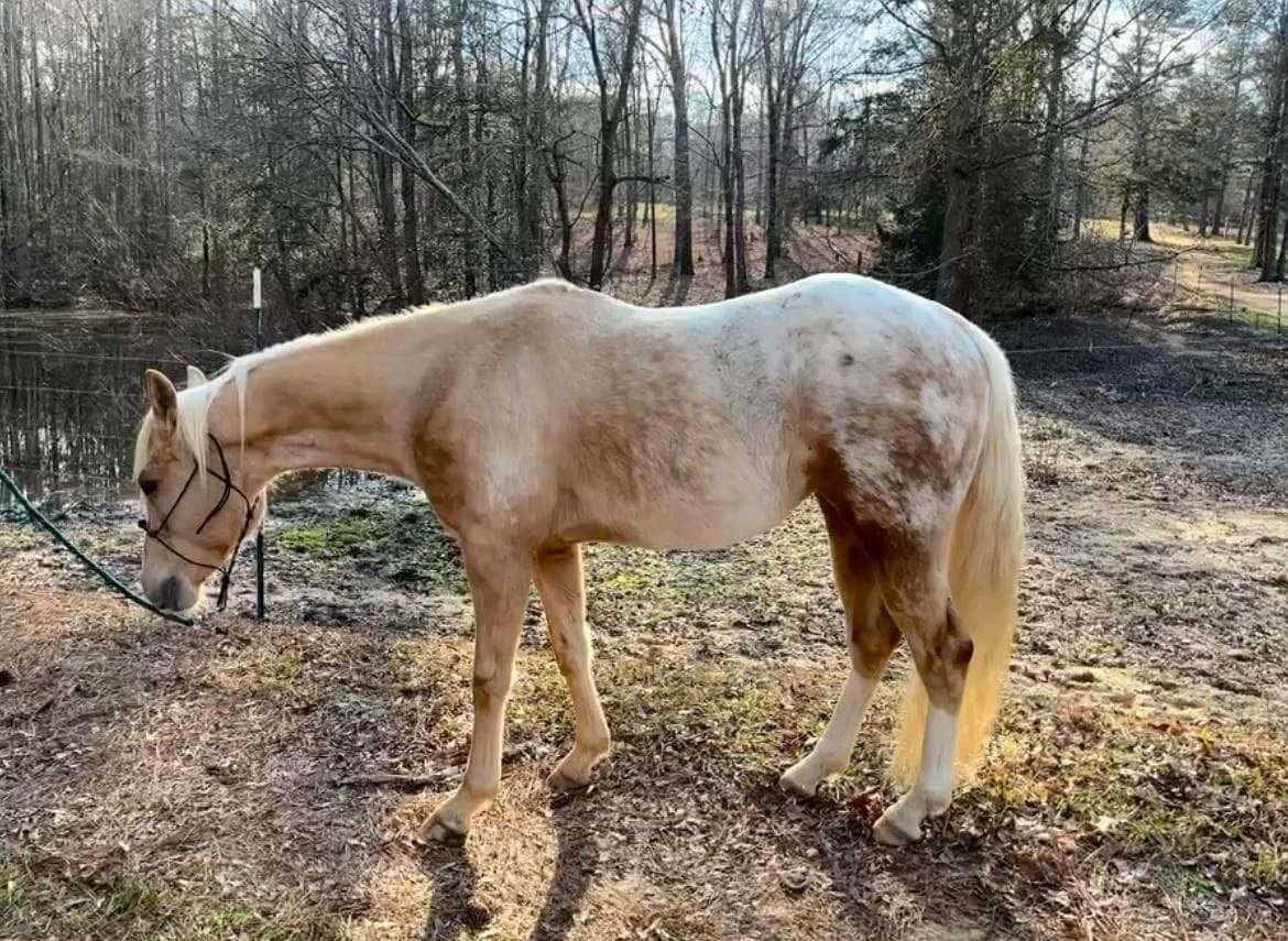 優雅阿帕盧薩馬凝望遠方 壁紙 — 一匹帶有斑點毛色的帕洛米諾馬在寒冷的冬日早晨，於圍欄圍起的林地牧場中平靜地吃草。