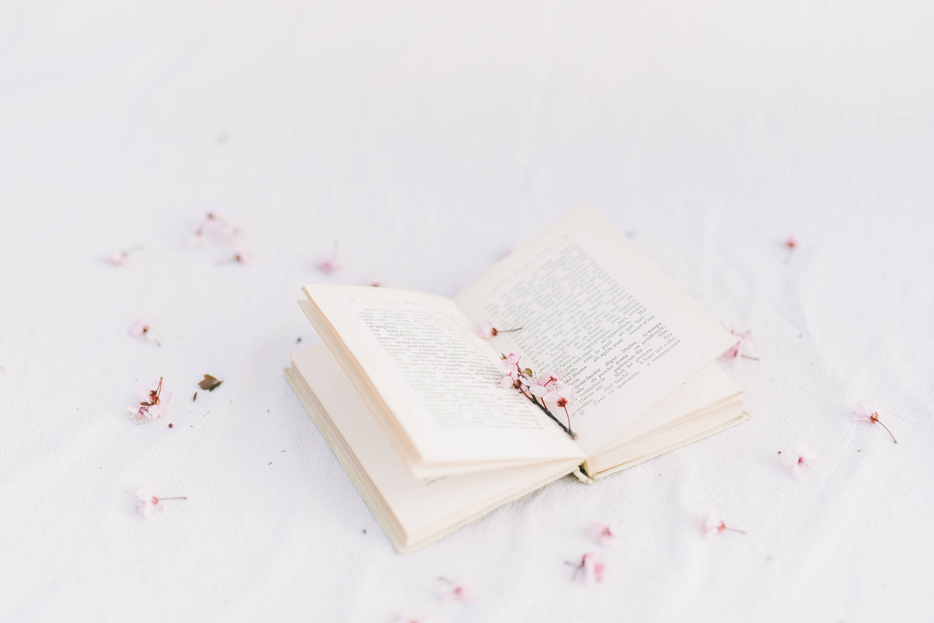 打開的書，周圍散落著粉紅色的櫻花，背景為白色。 — Preppy 美學 GIF 壁紙