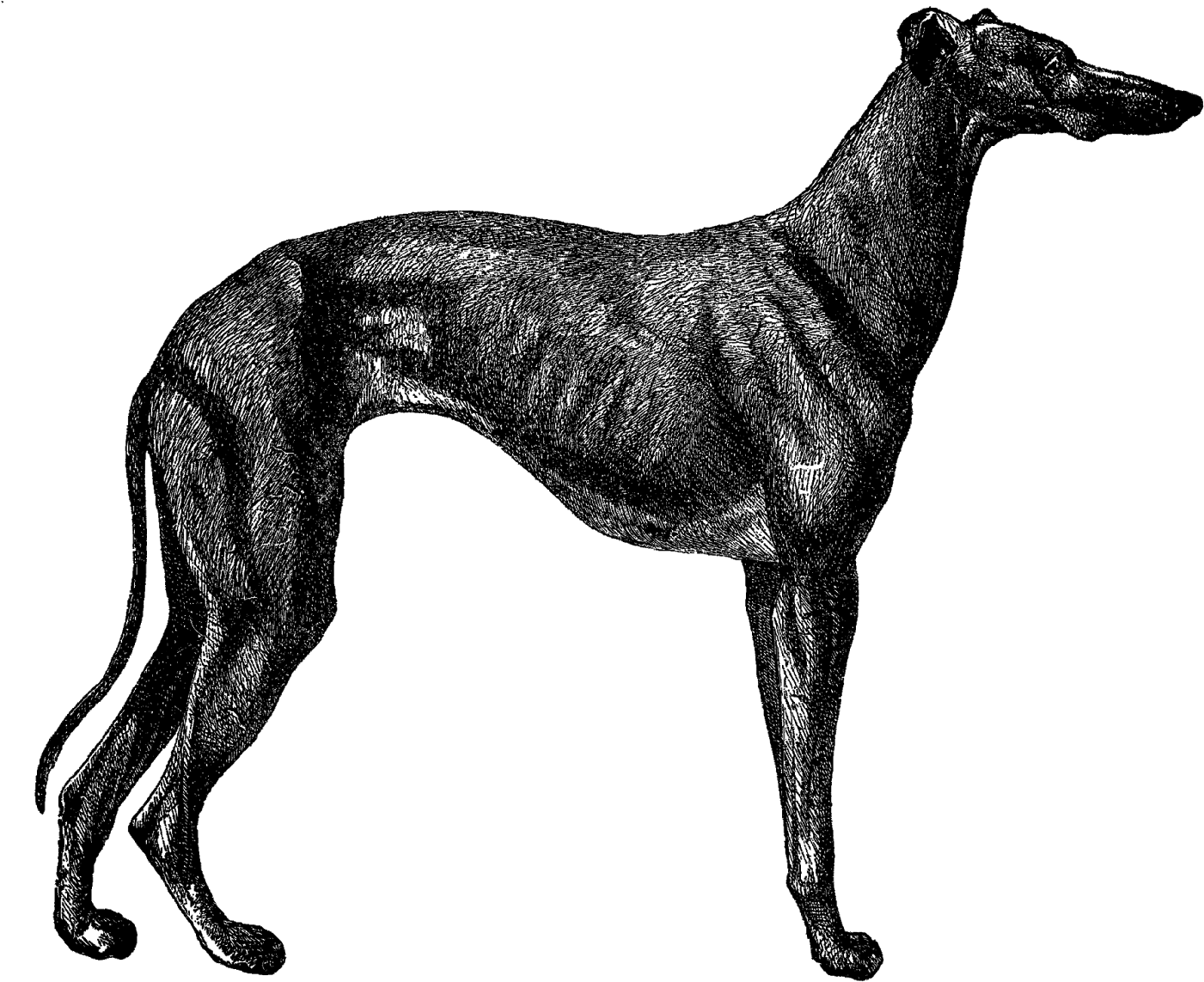 優雅黑灰色獵犬剪影 壁紙 — 由散落的白色圓點在純黑色背景上形成的時尚狗剪影。